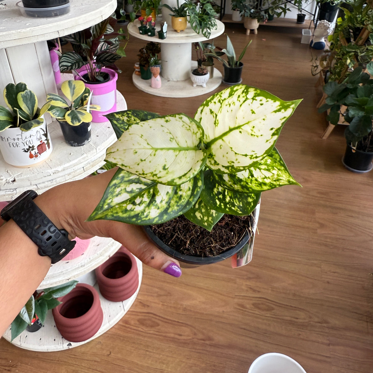 White Aglaonema indoor plant with variegated silvery-white and green leaves in a decorative pot for home or office décor.

