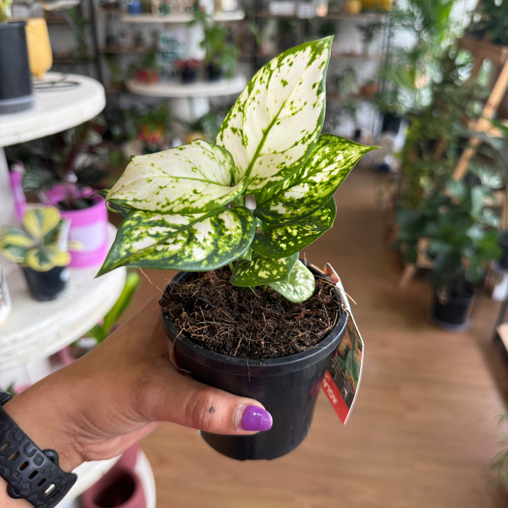 Aglaonema (White) Chinese Evergreen