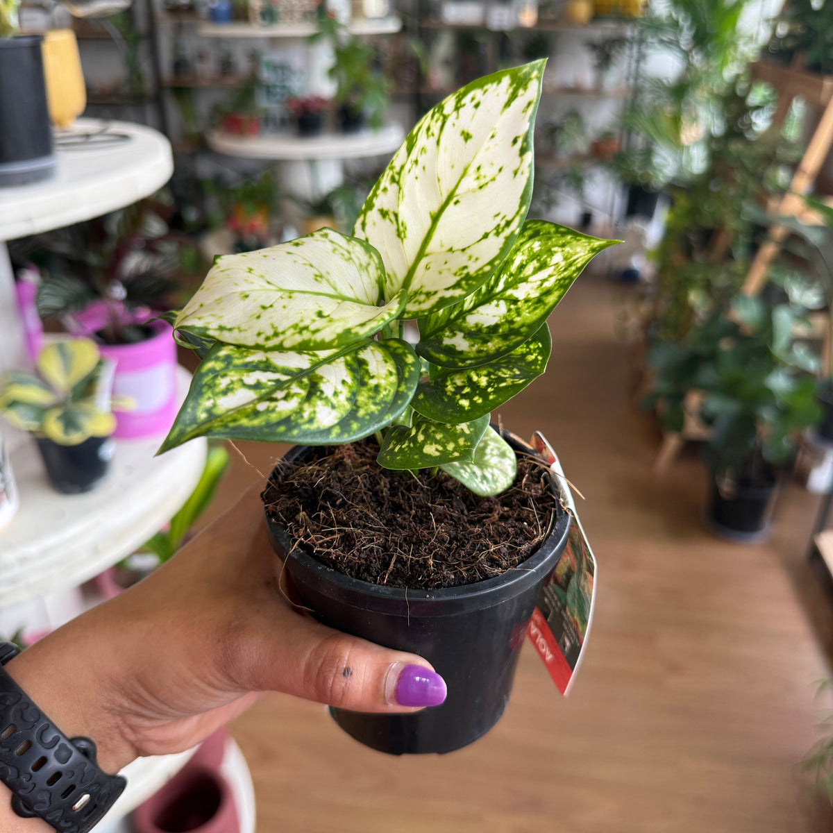Aglaonema (White) Chinese Evergreen