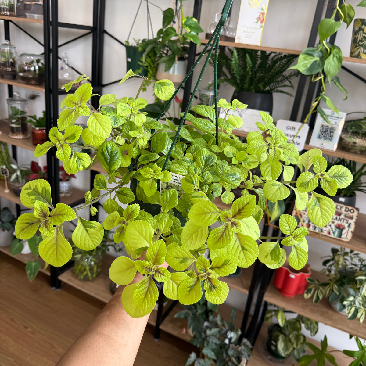 Plectranthus ciliatus (Swedish Ivy) with glossy green scalloped leaves trailing from a hanging pot.