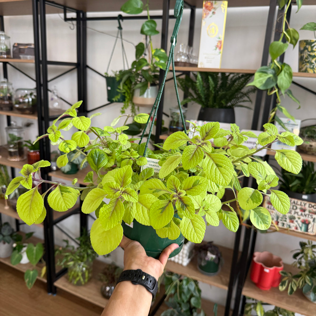 Plectranthus Ciliatus 'Gold'
