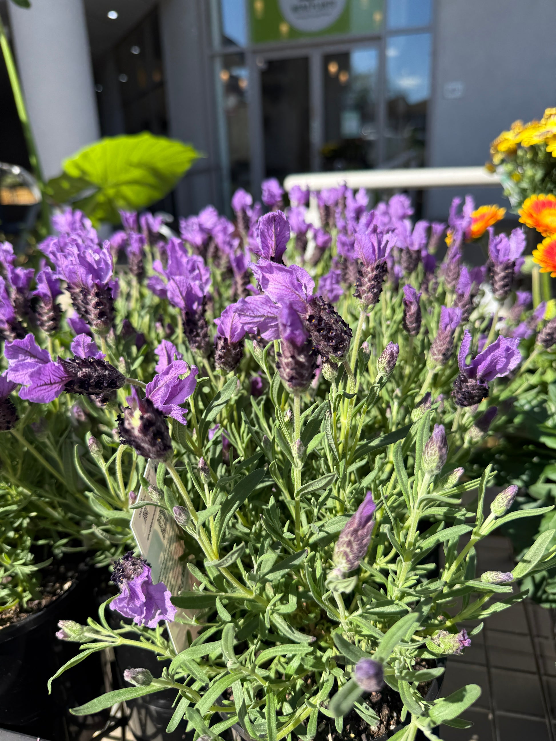 Lavender La Diva Purple