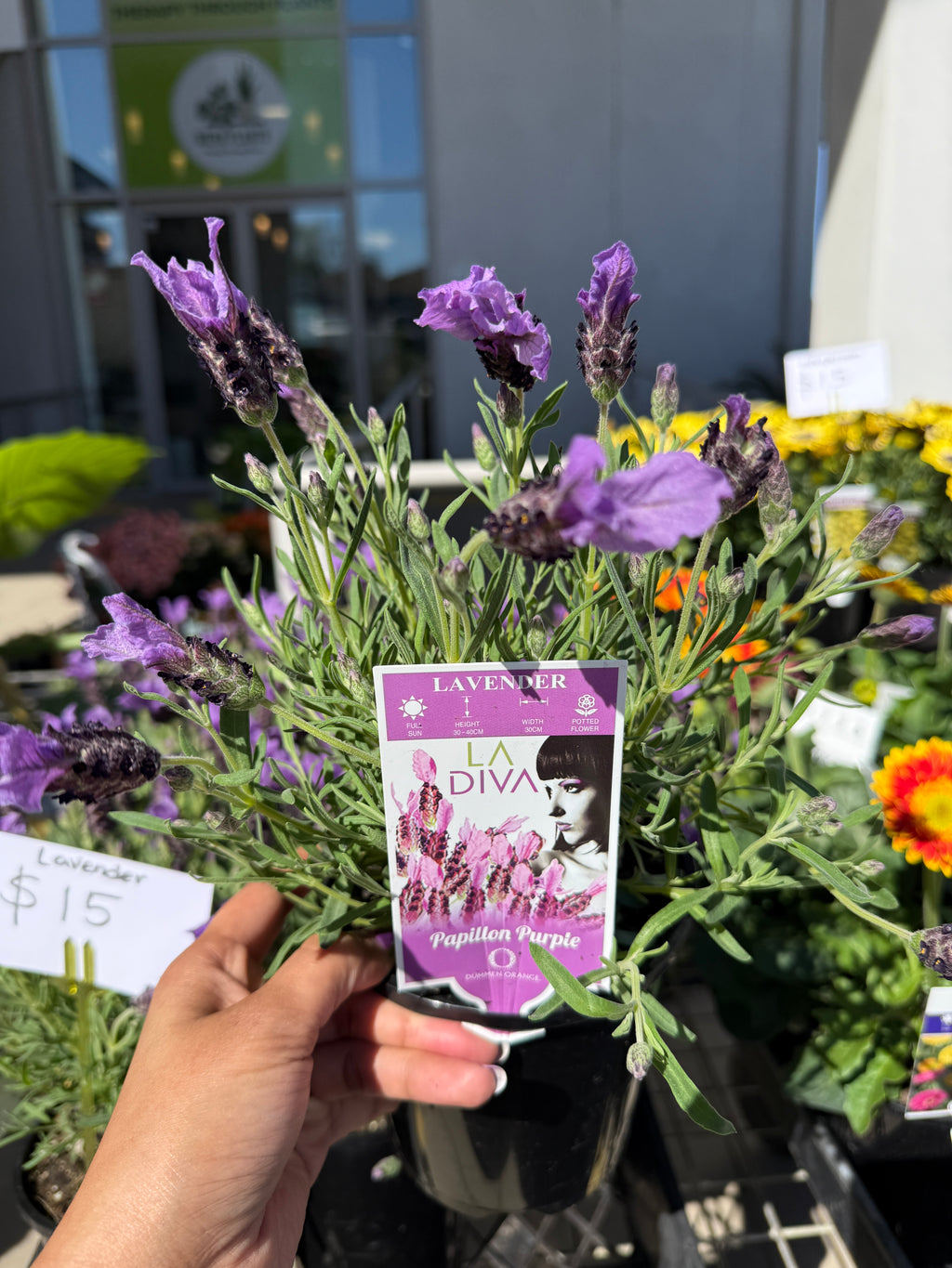Lavender La Diva Purple with vibrant purple blooms, ideal for Sydney gardens and balconies.