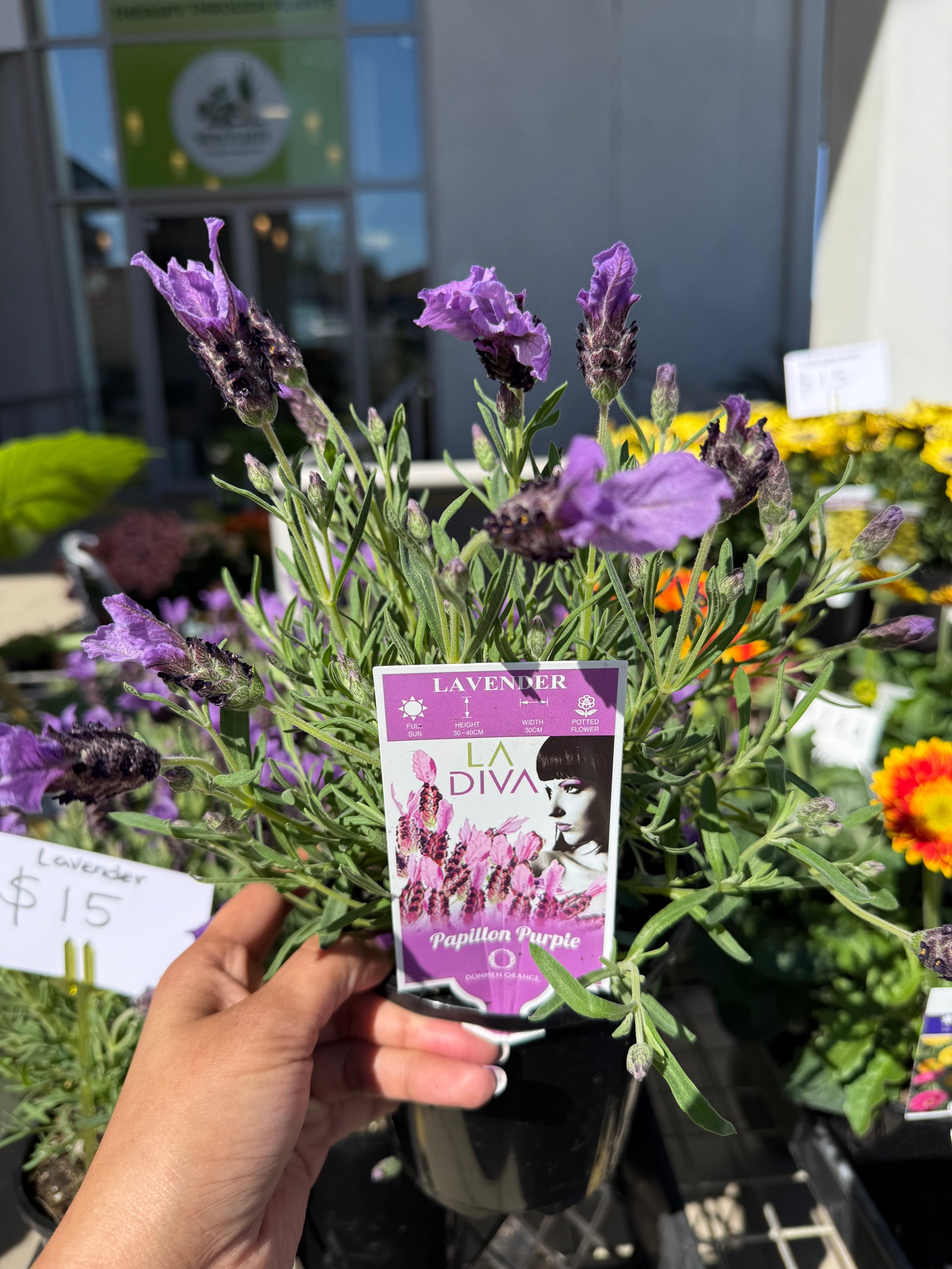 Lavender La Diva Purple with vibrant purple blooms, ideal for Sydney gardens and balconies.
