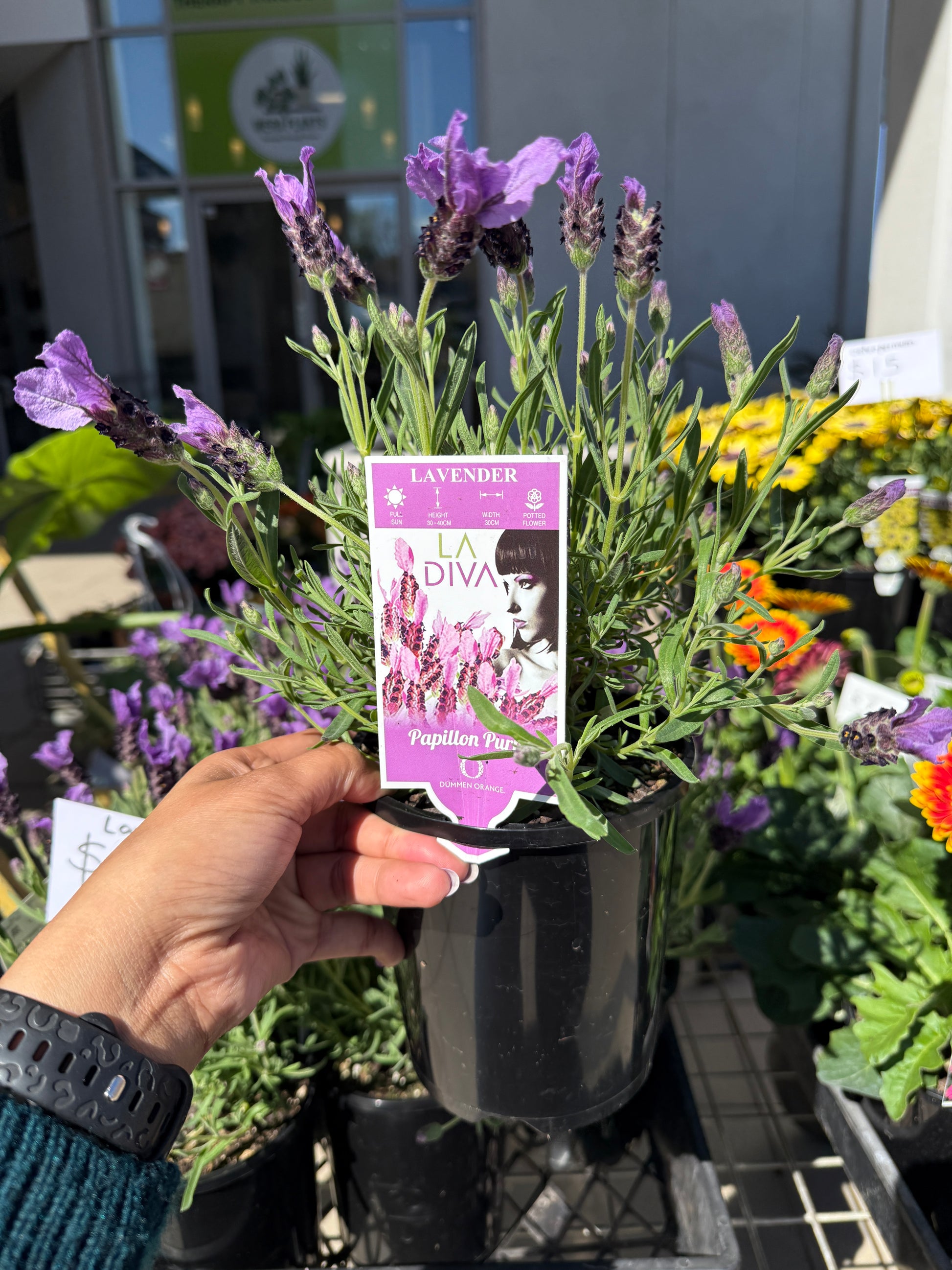 Lavender La Diva Purple