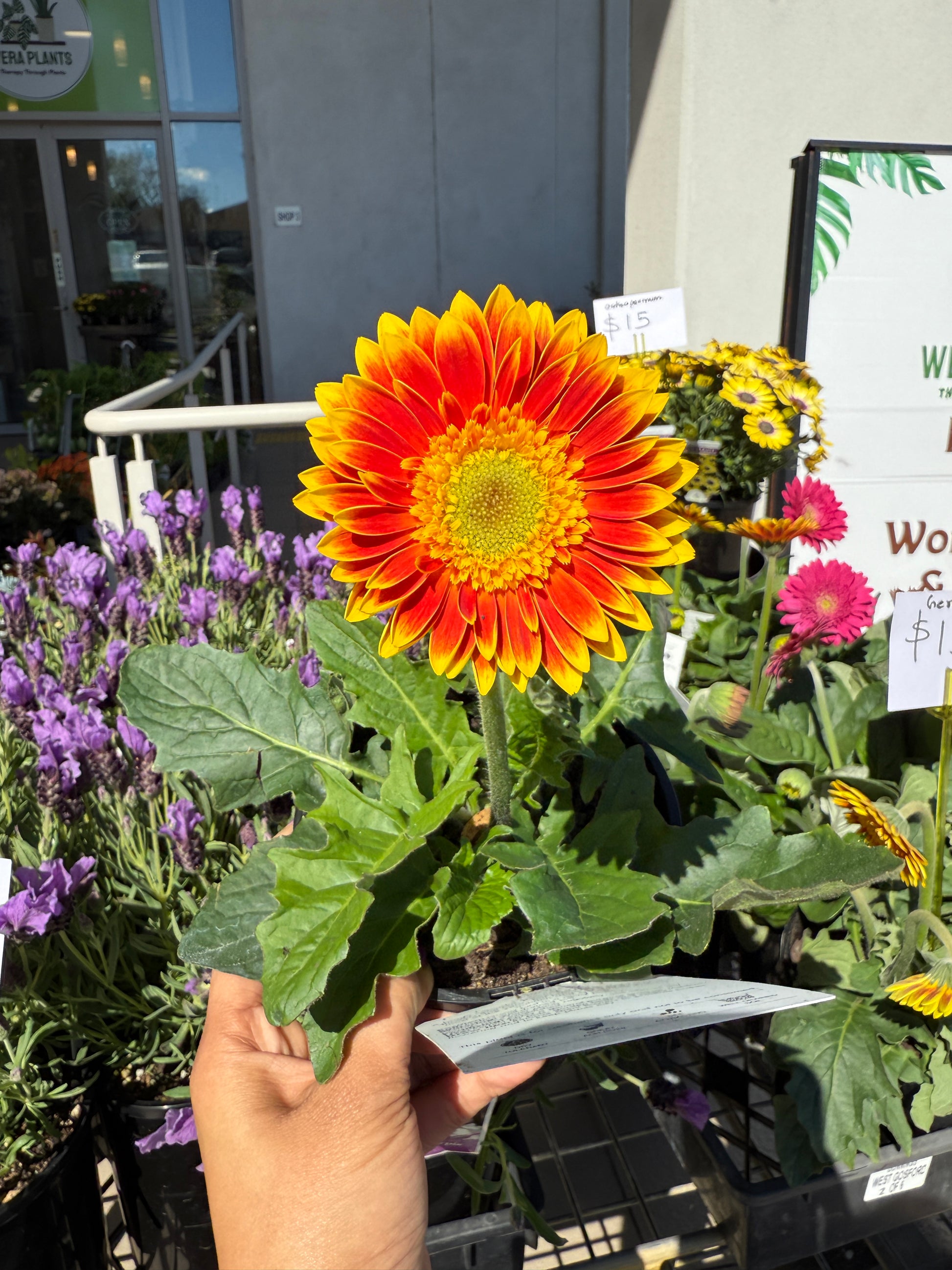Gerbera Graniva plant with bright orange and pink blooms, ideal for Sydney balconies and gardens.