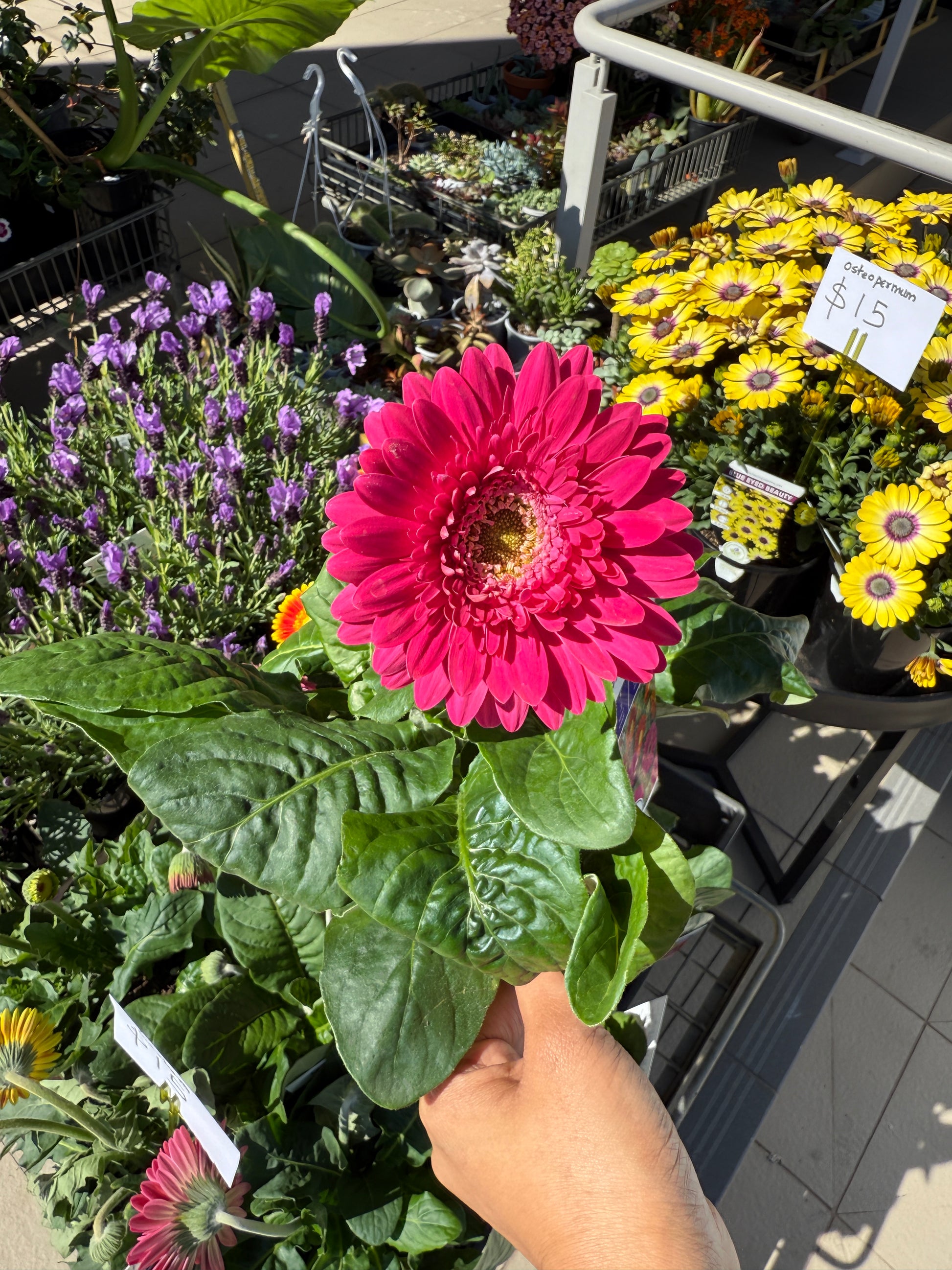 Gerbera Graniva plant with bright orange and pink blooms, ideal for Sydney balconies and gardens.