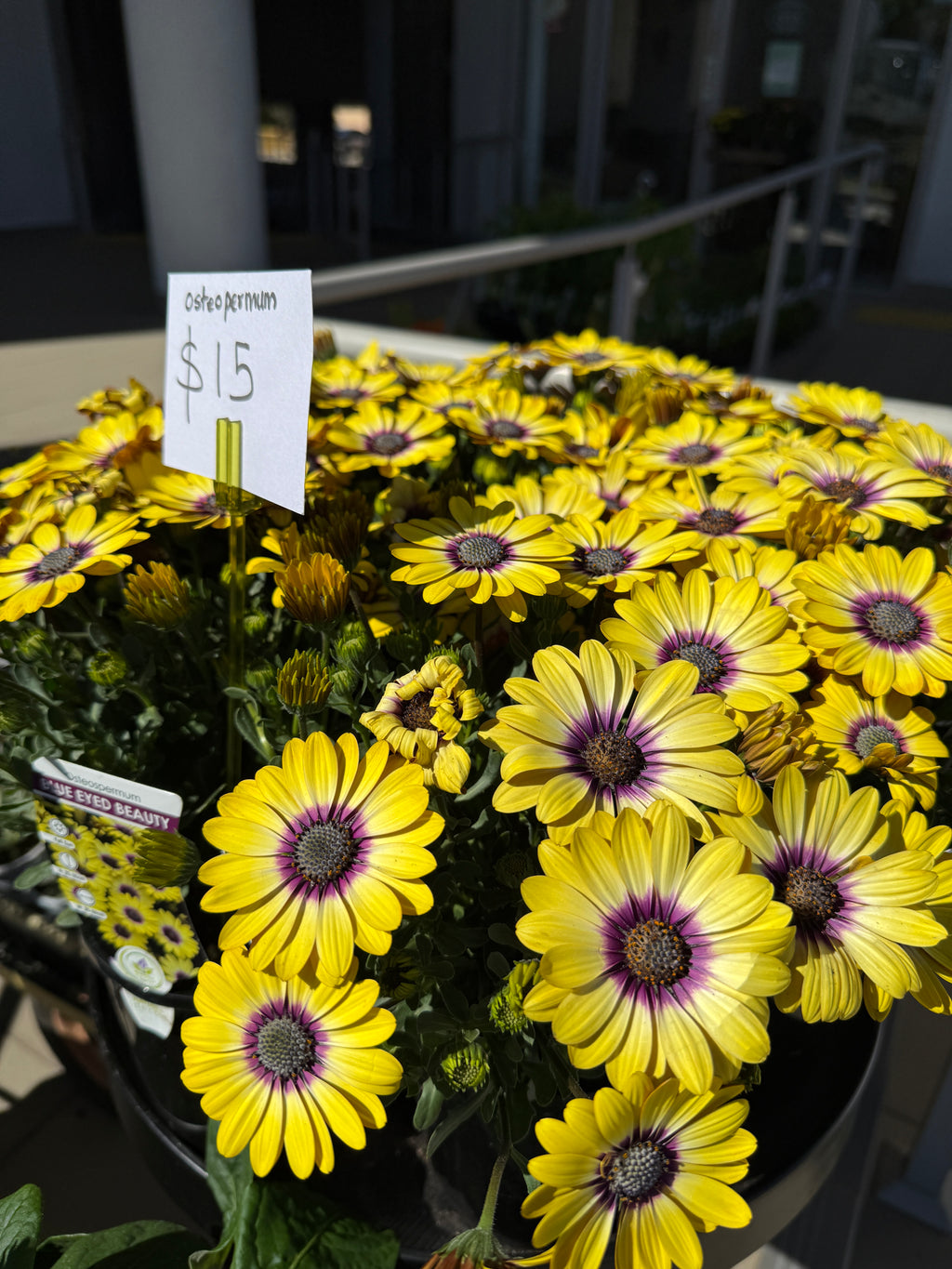 Osteospermum ‘Blue Eyed Beauty’
