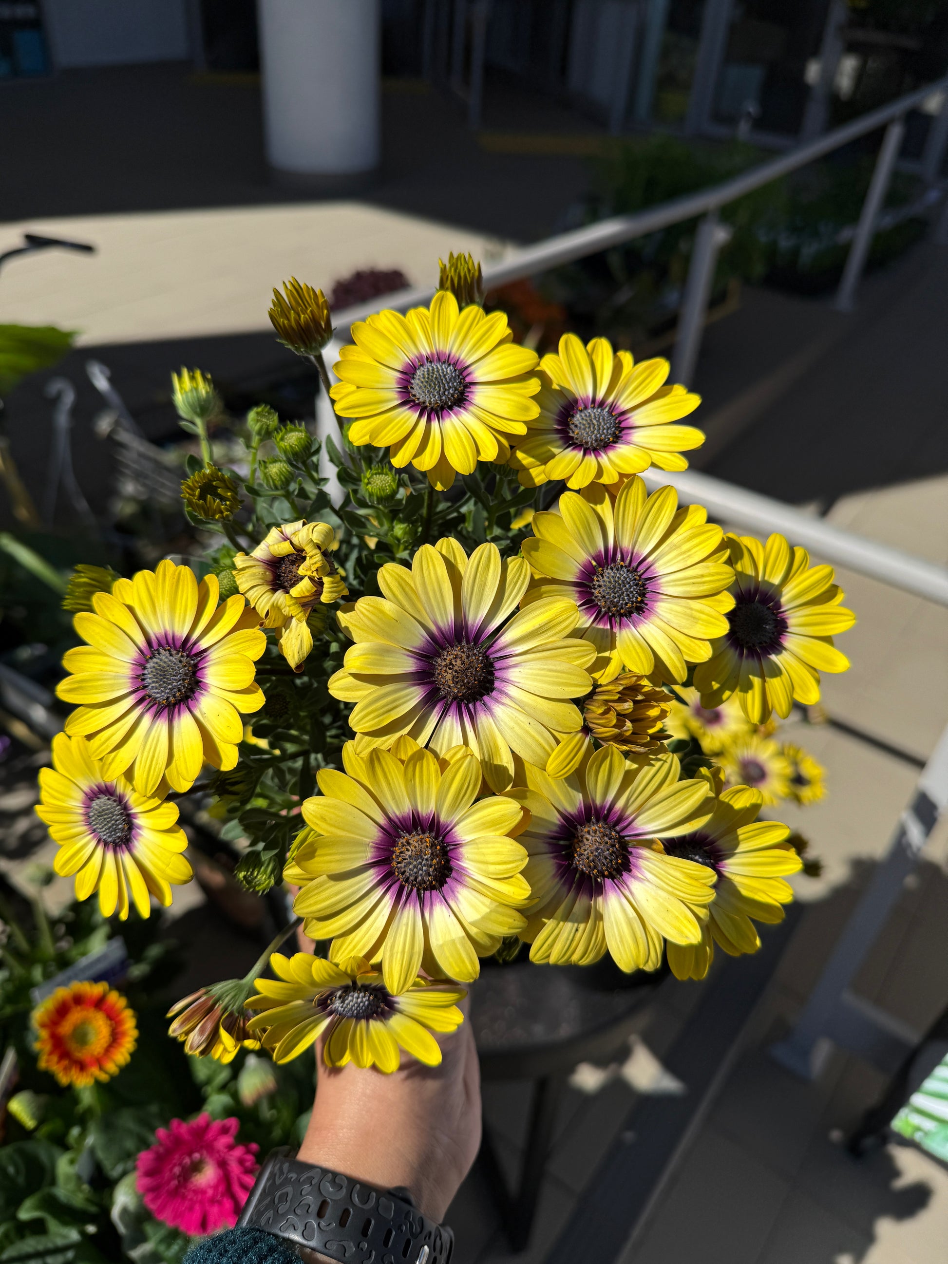 Osteospermum ‘Blue Eyed Beauty’