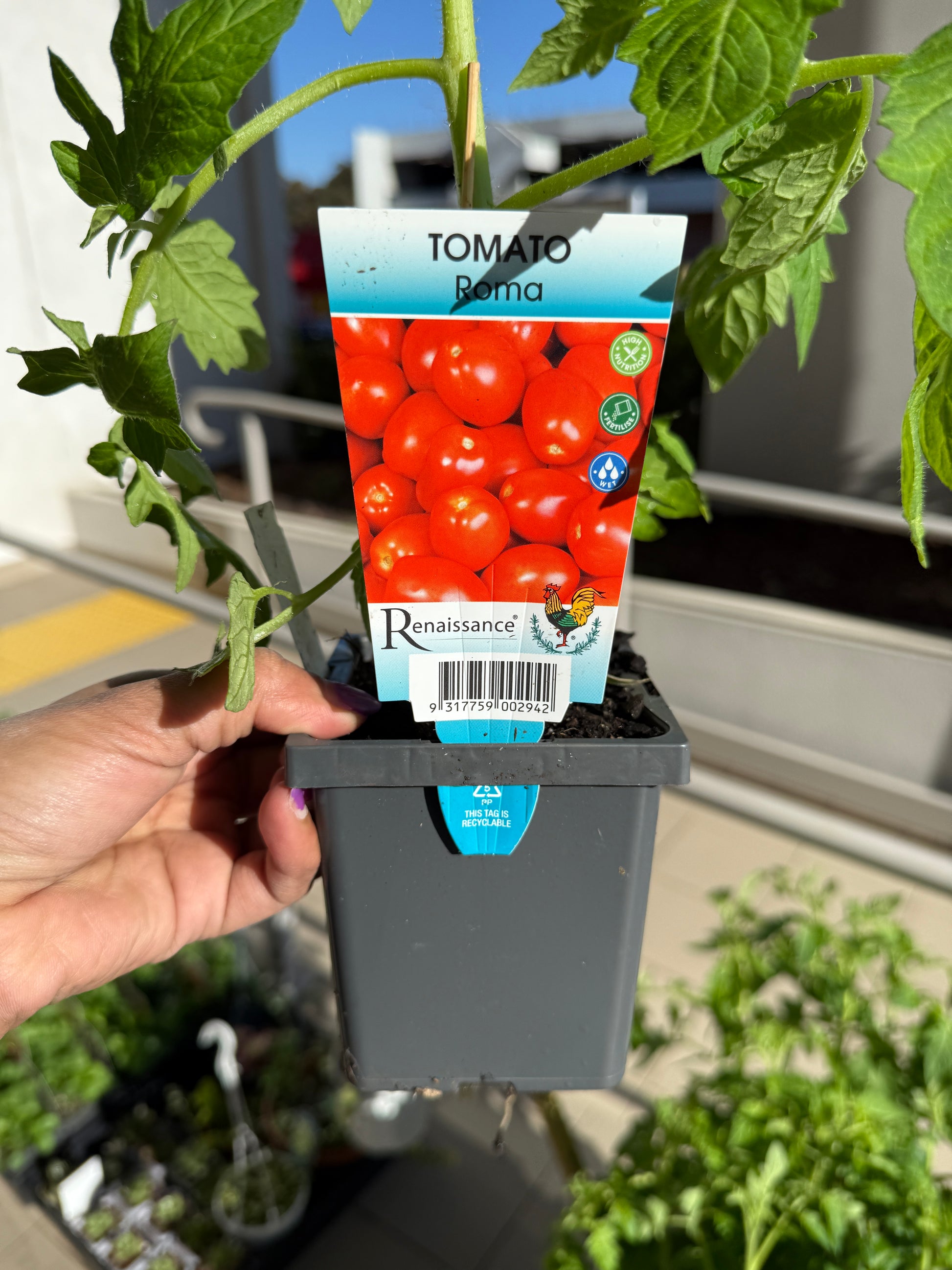 Tomato Roma plant with green foliage and ripening fruit, perfect for Sydney balconies and gardens.