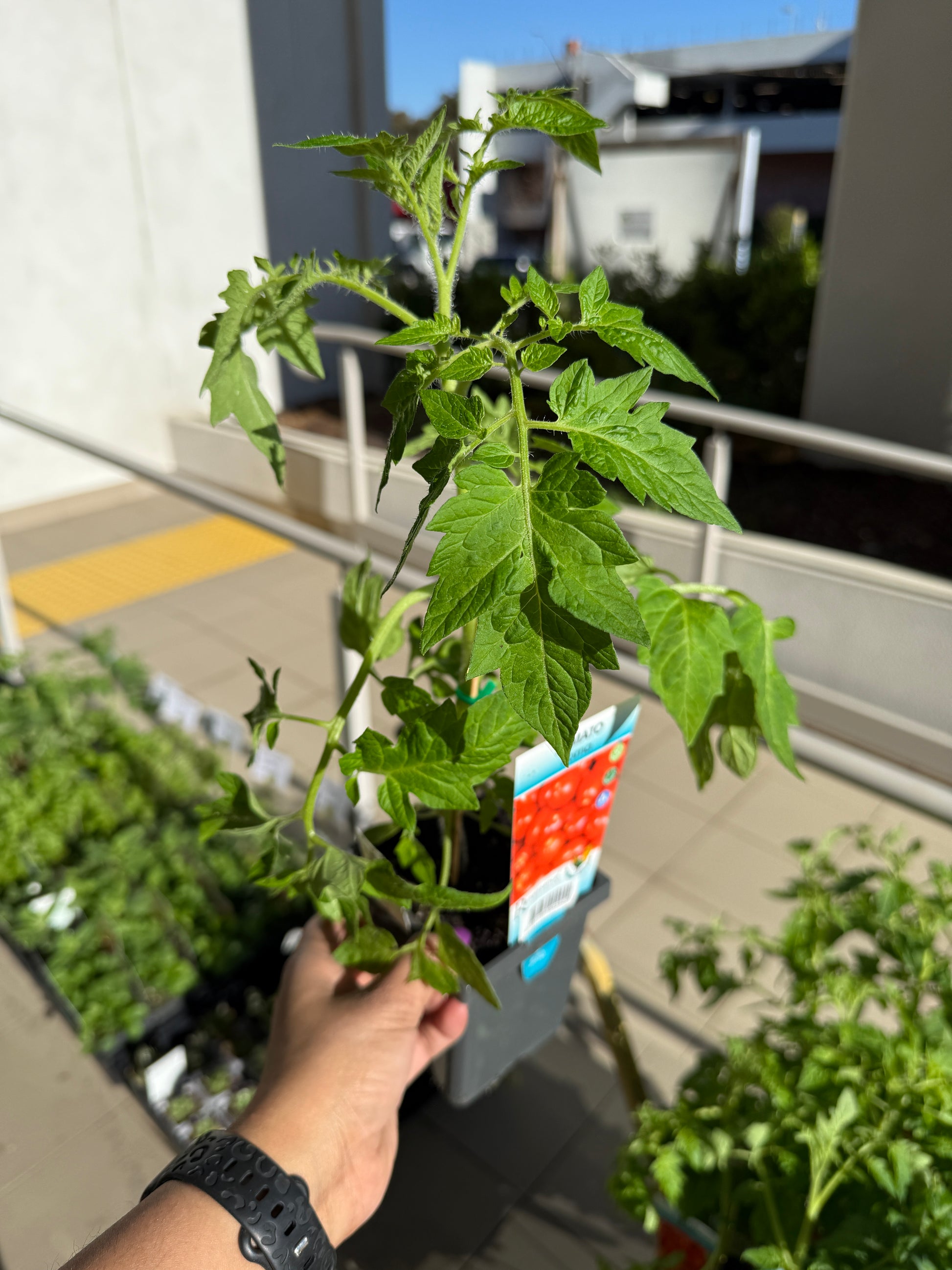Tomato 'Cherry Dwarf'