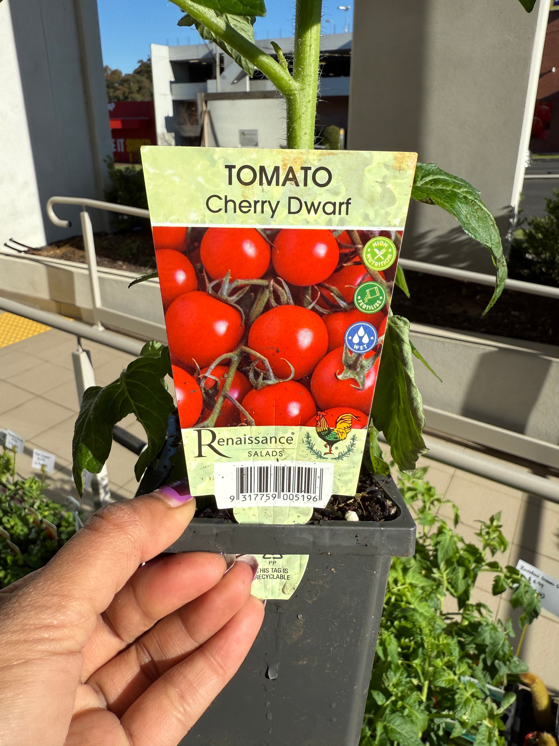 Tomato Cherry Dwarf plant with ripe red cherry tomatoes, perfect for Sydney balconies and gardens.