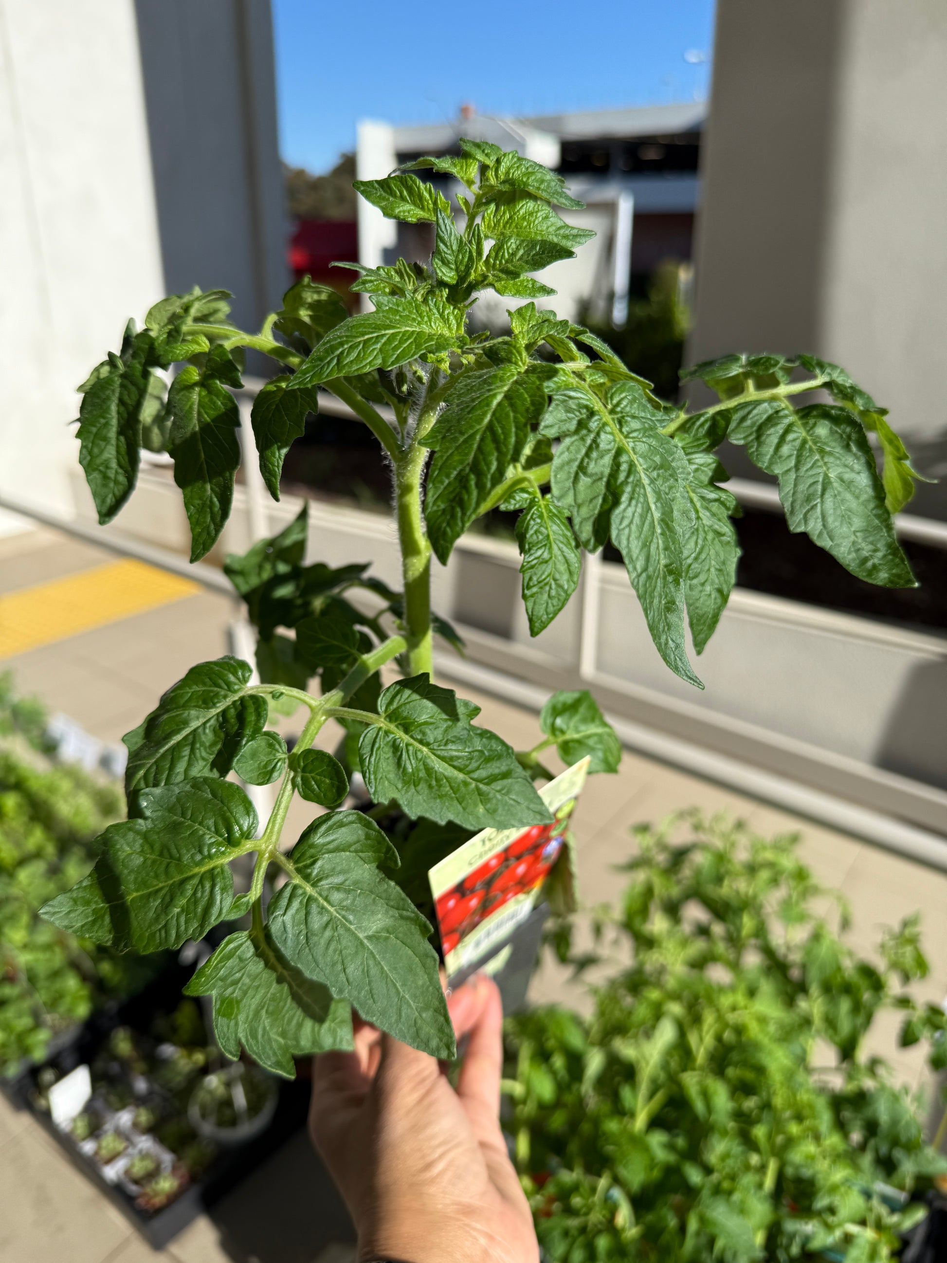 Tomato Roma