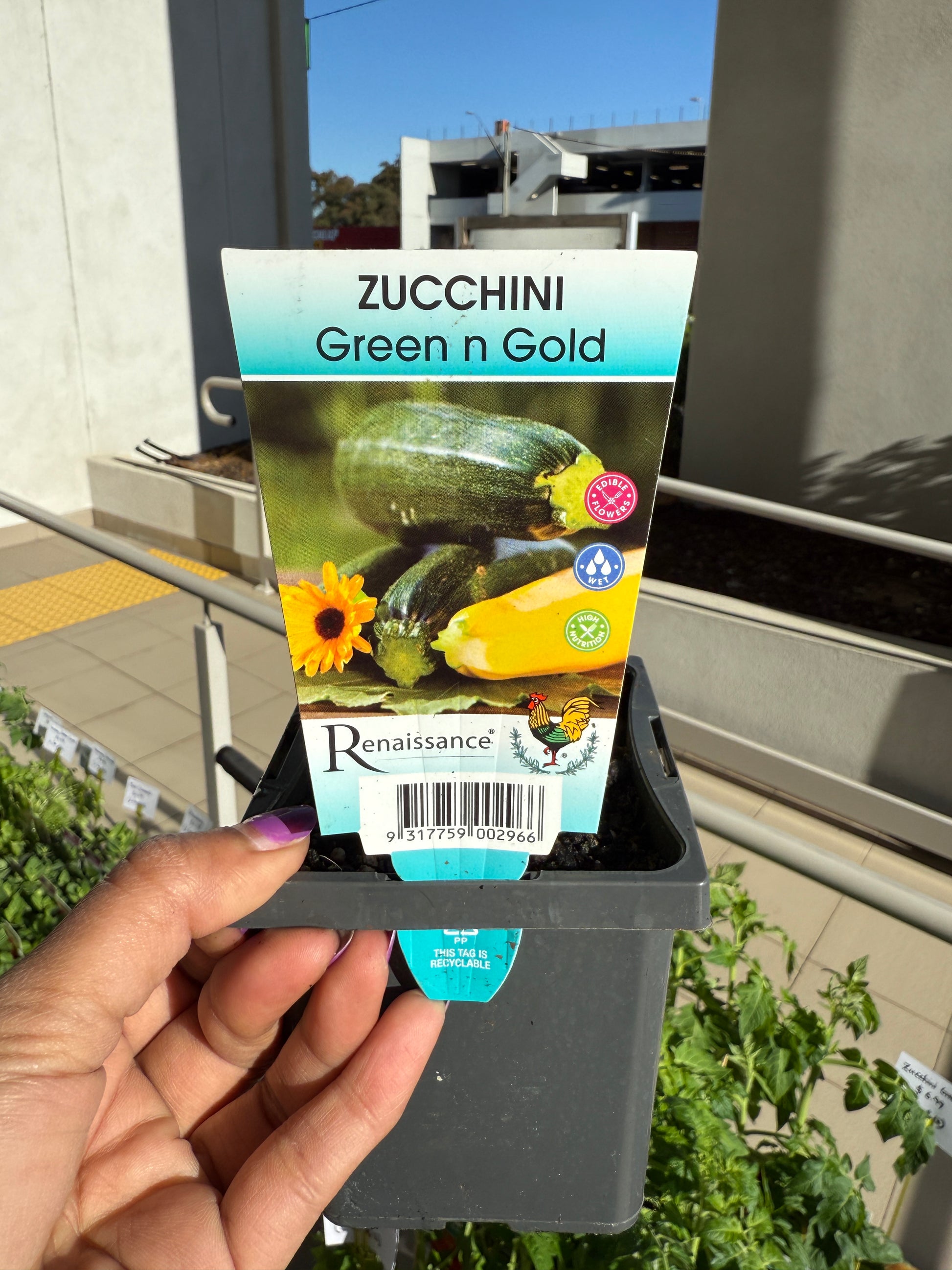 Zucchini Green & Gold plant with bright green and golden-yellow fruits, ideal for Sydney gardens and balconies.
