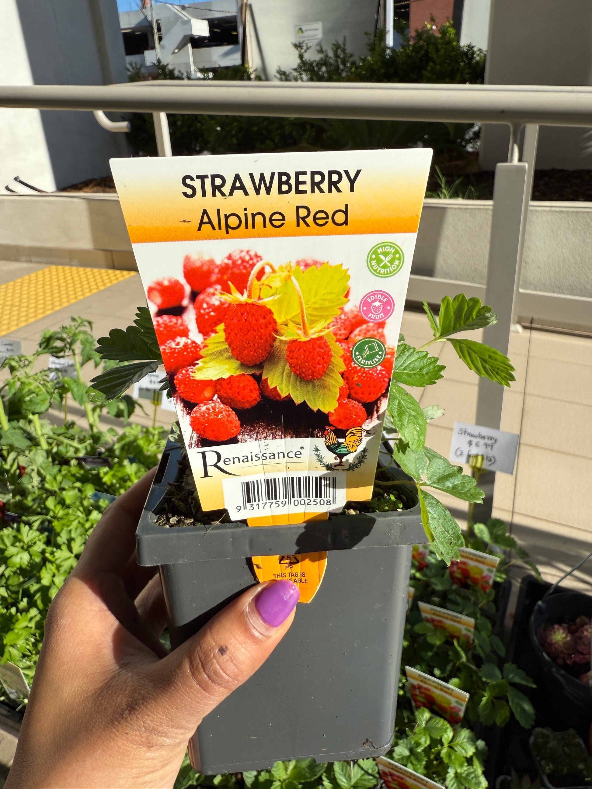 Strawberry Alpine Red plant with bright red berries and green foliage, perfect for Sydney balconies and gardens.
