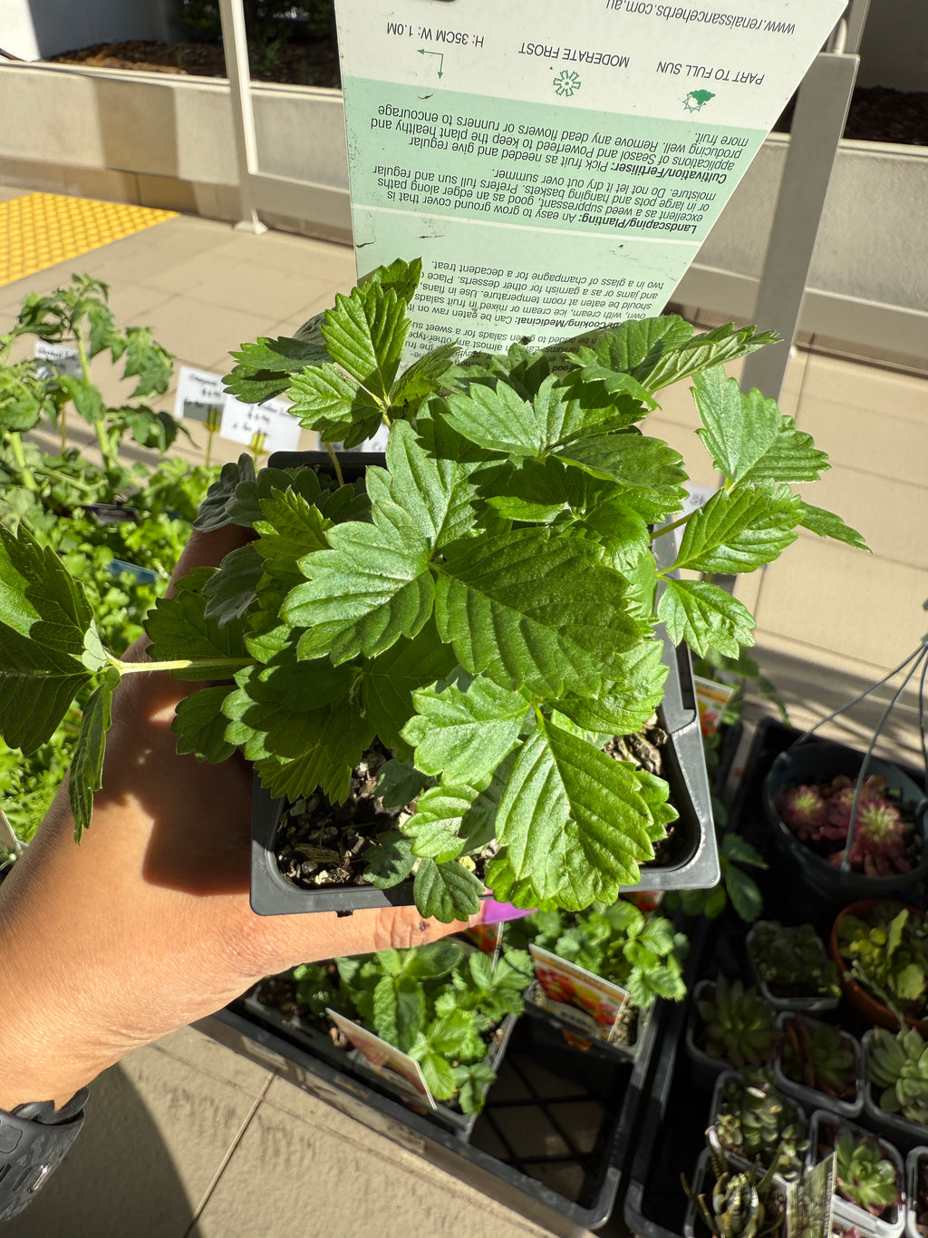 Strawberry 'Alpine Red'