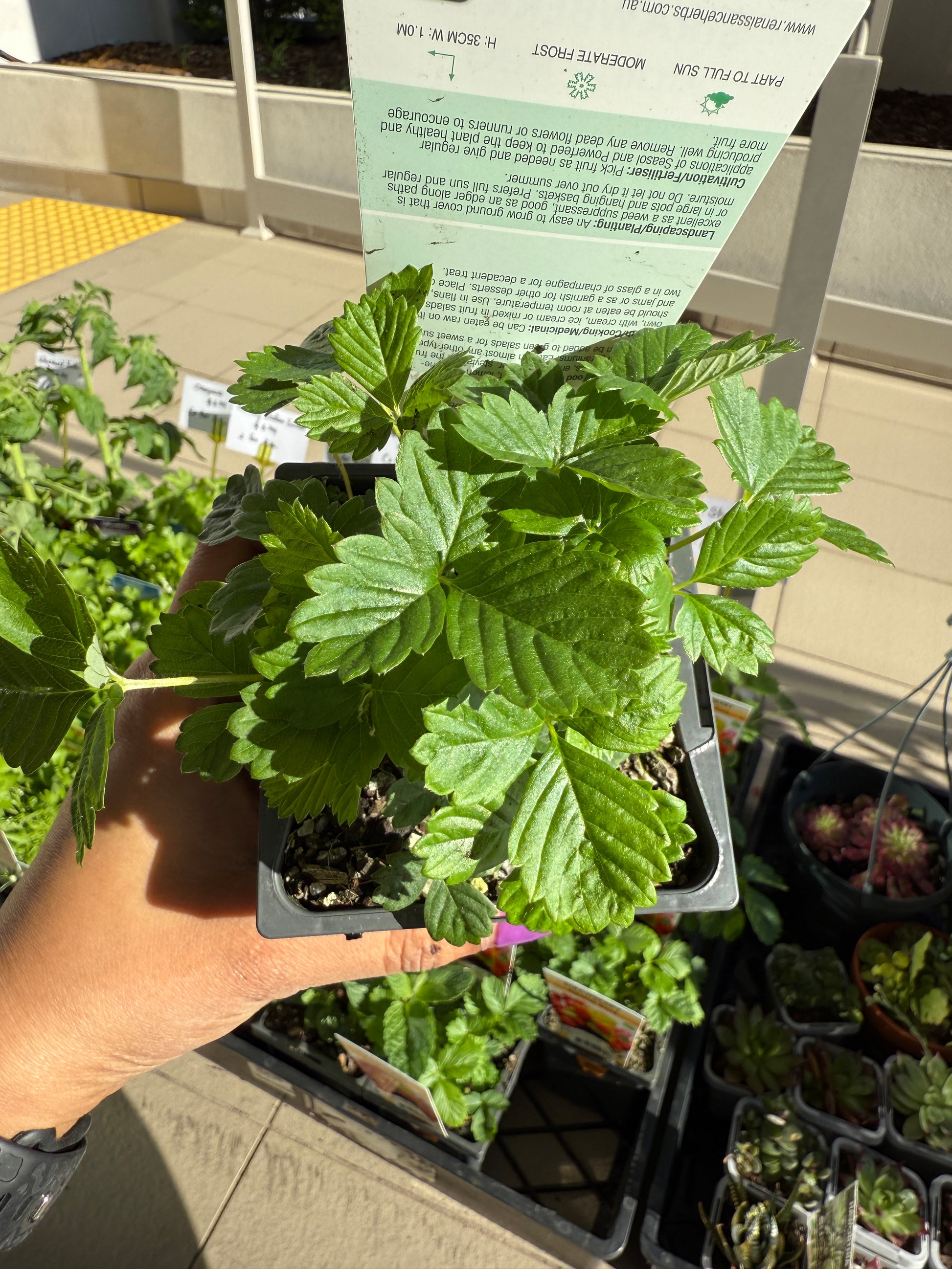 Strawberry 'Alpine Red'