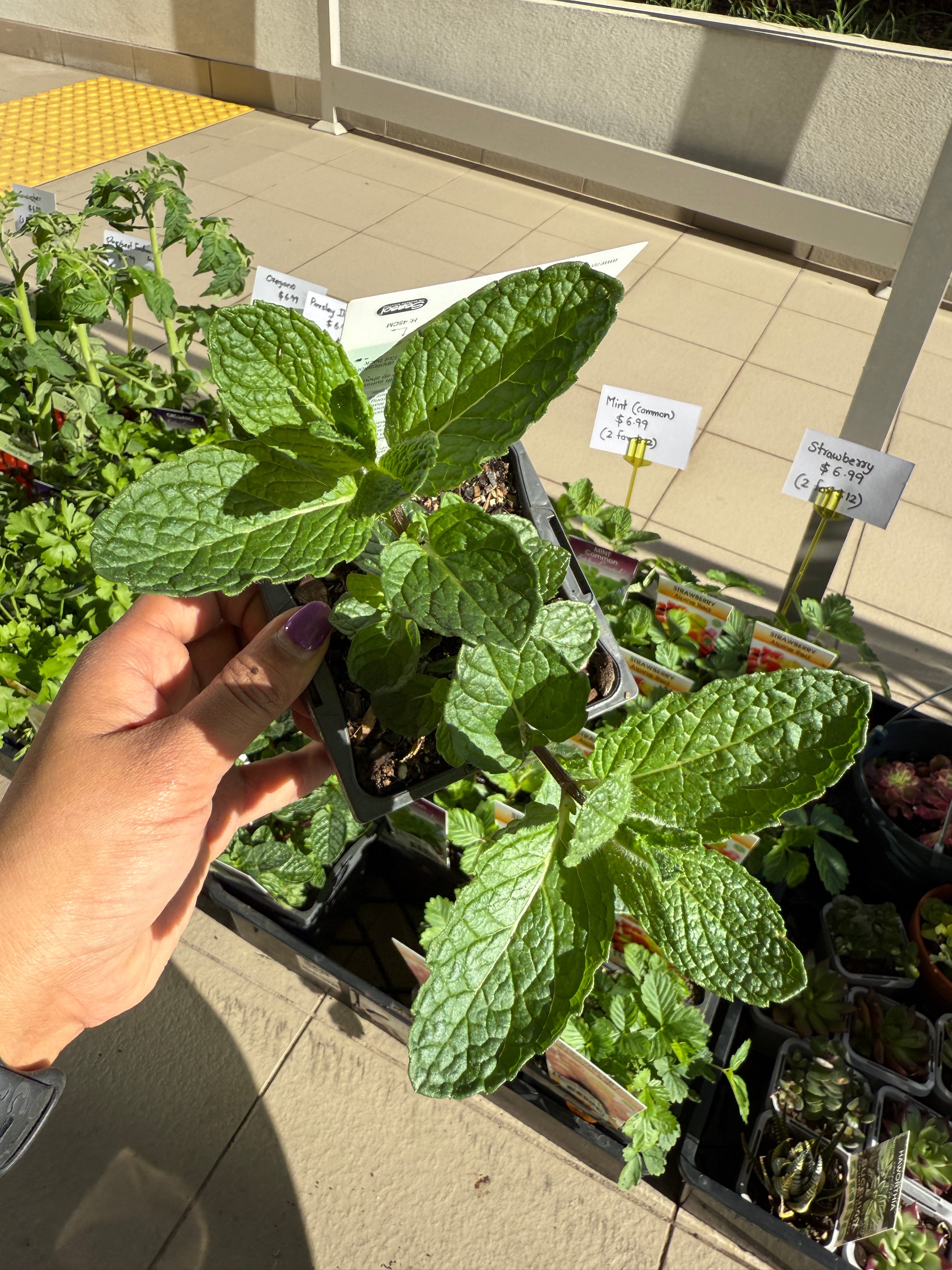 Mint Common (Kitchen Plant) 🌿