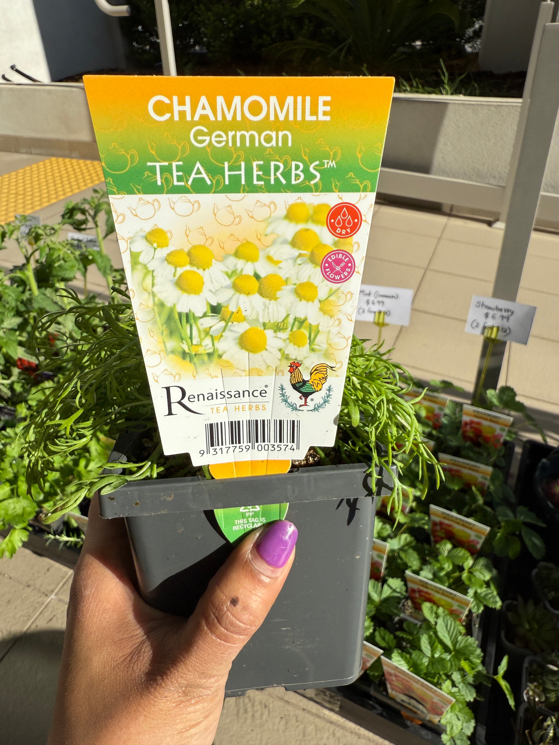 Chamomile plant with white daisy-like flowers and green foliage, perfect for Sydney balconies and gardens.