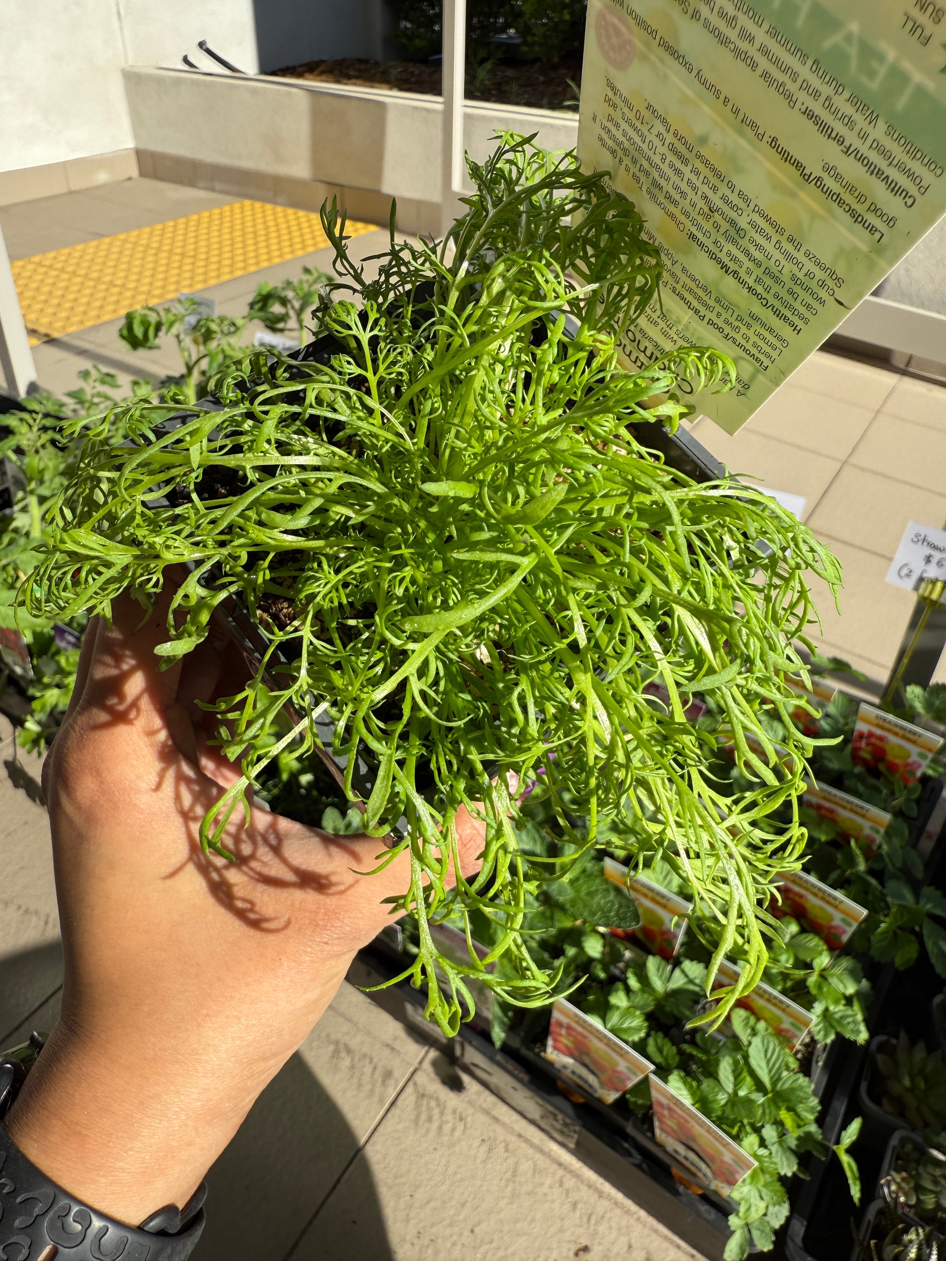 Chamomile (Tea Herb)