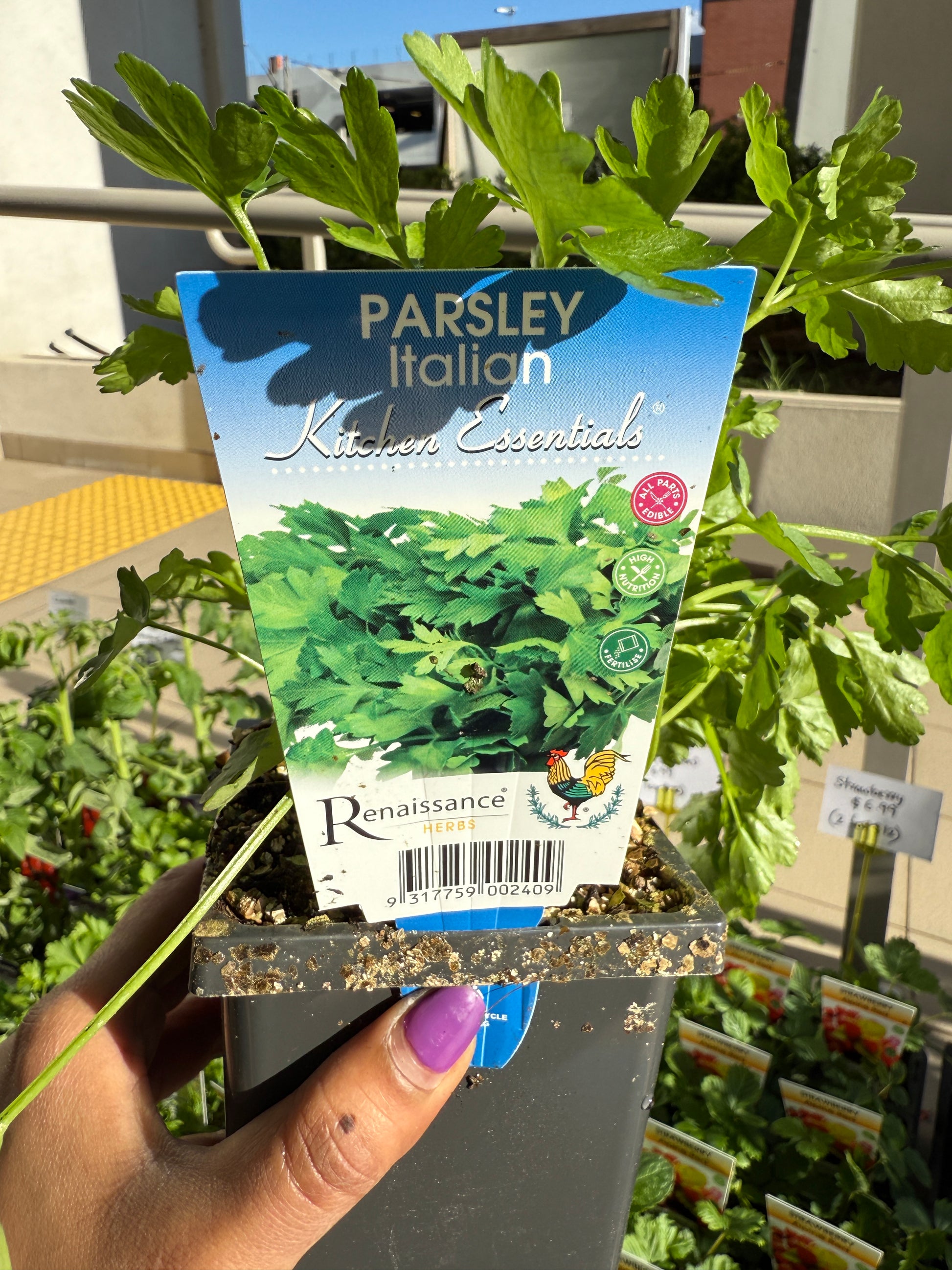 Italian Parsley plant with lush green flat leaves, ideal for Sydney kitchens, balconies, and gardens.