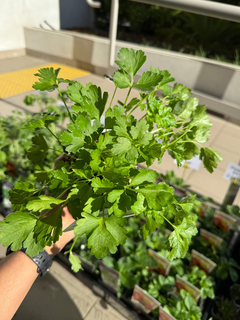 Parsley Italian (Kitchen Herb)