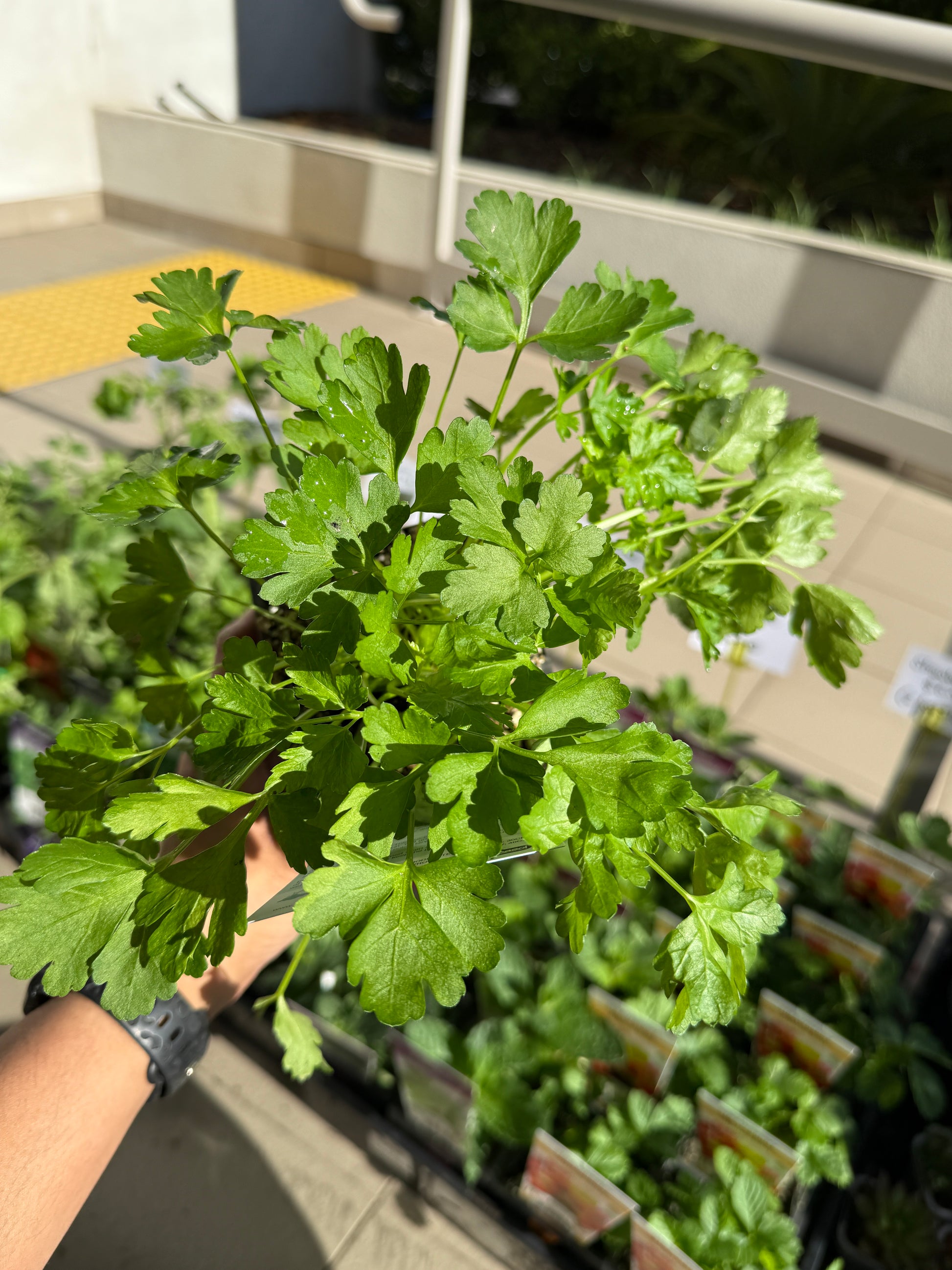 Parsley Italian (Kitchen Herb)