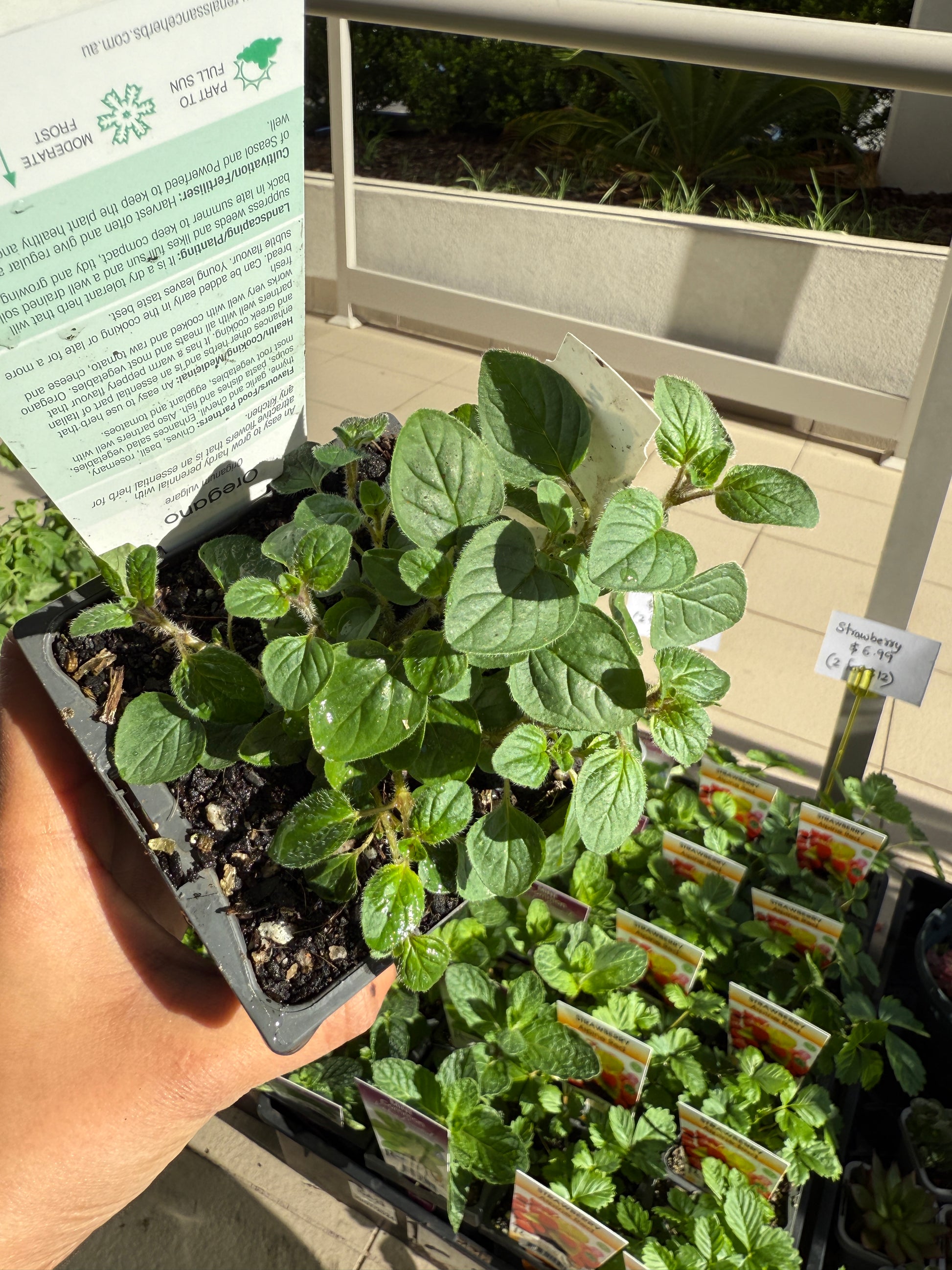 Oregano (Kitchen Herb)