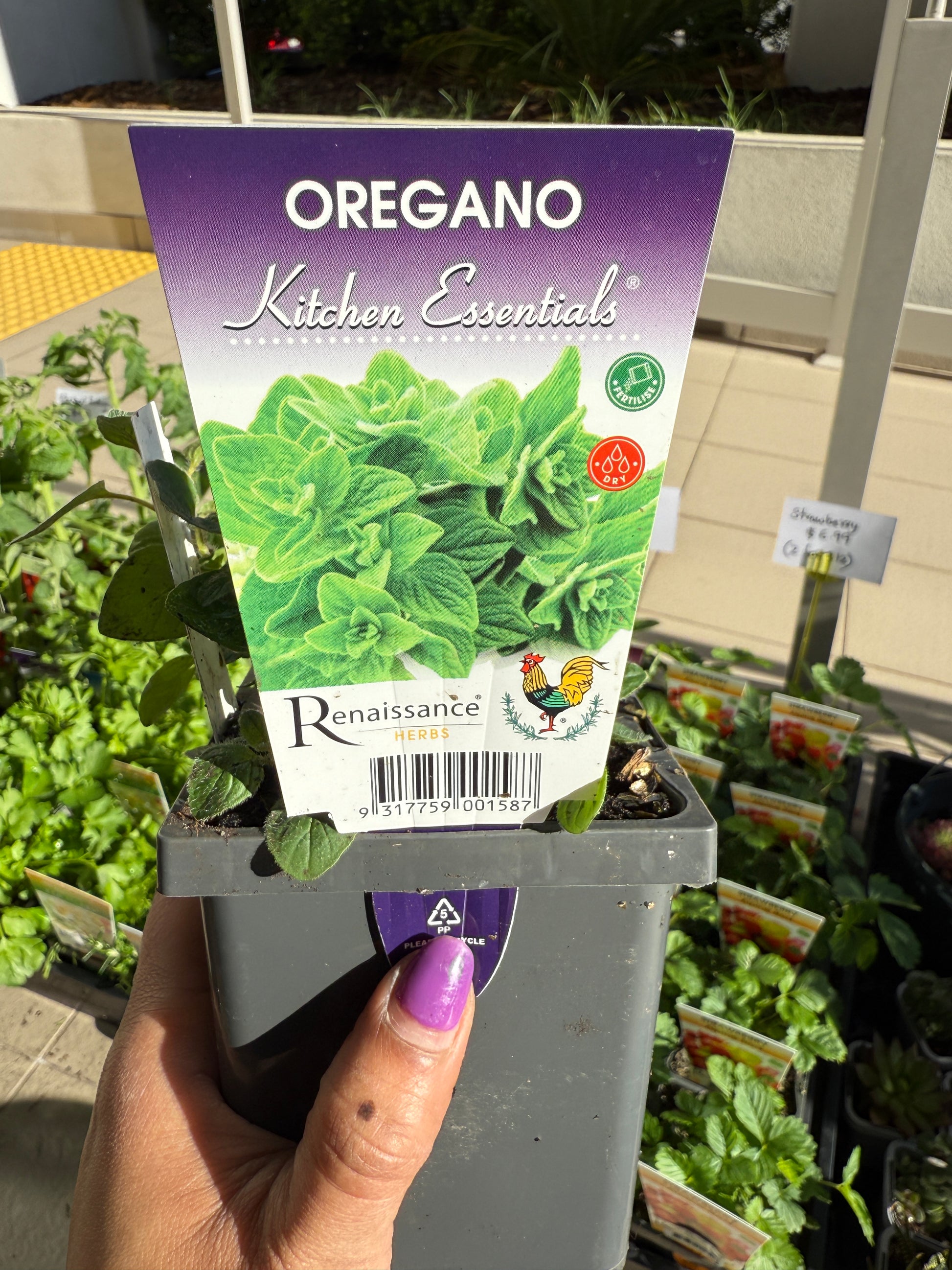 Fresh oregano plant with vibrant green leaves, perfect for Sydney kitchens, balconies, and gardens.