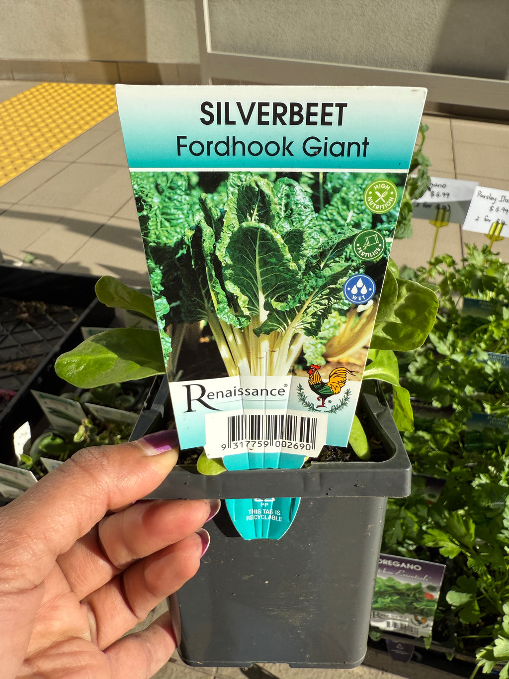 Silverbeet Fordhook Giant with large glossy dark green leaves and white stems, perfect for Sydney home gardens.