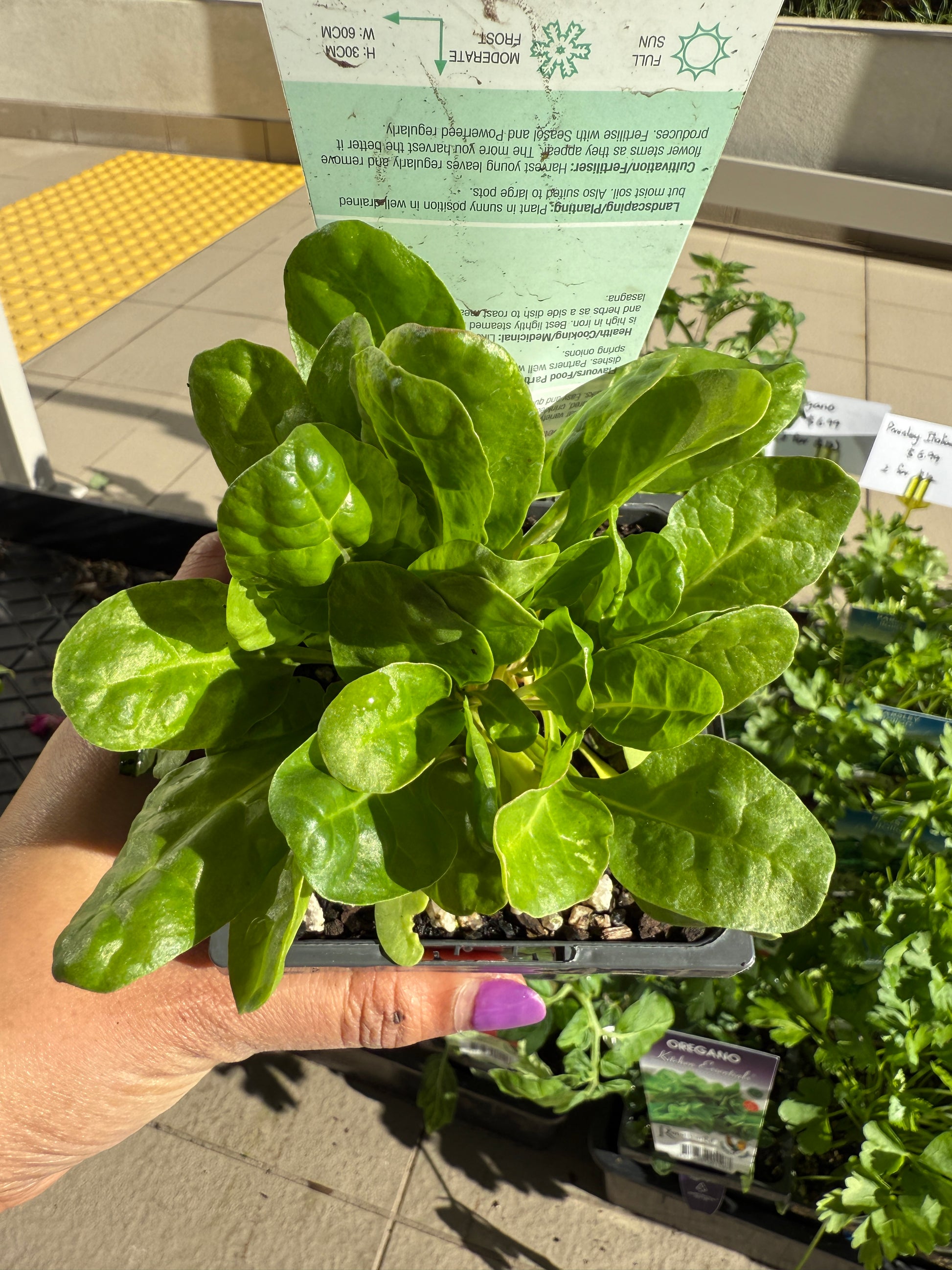 Silverbeet Fordhook Giant
