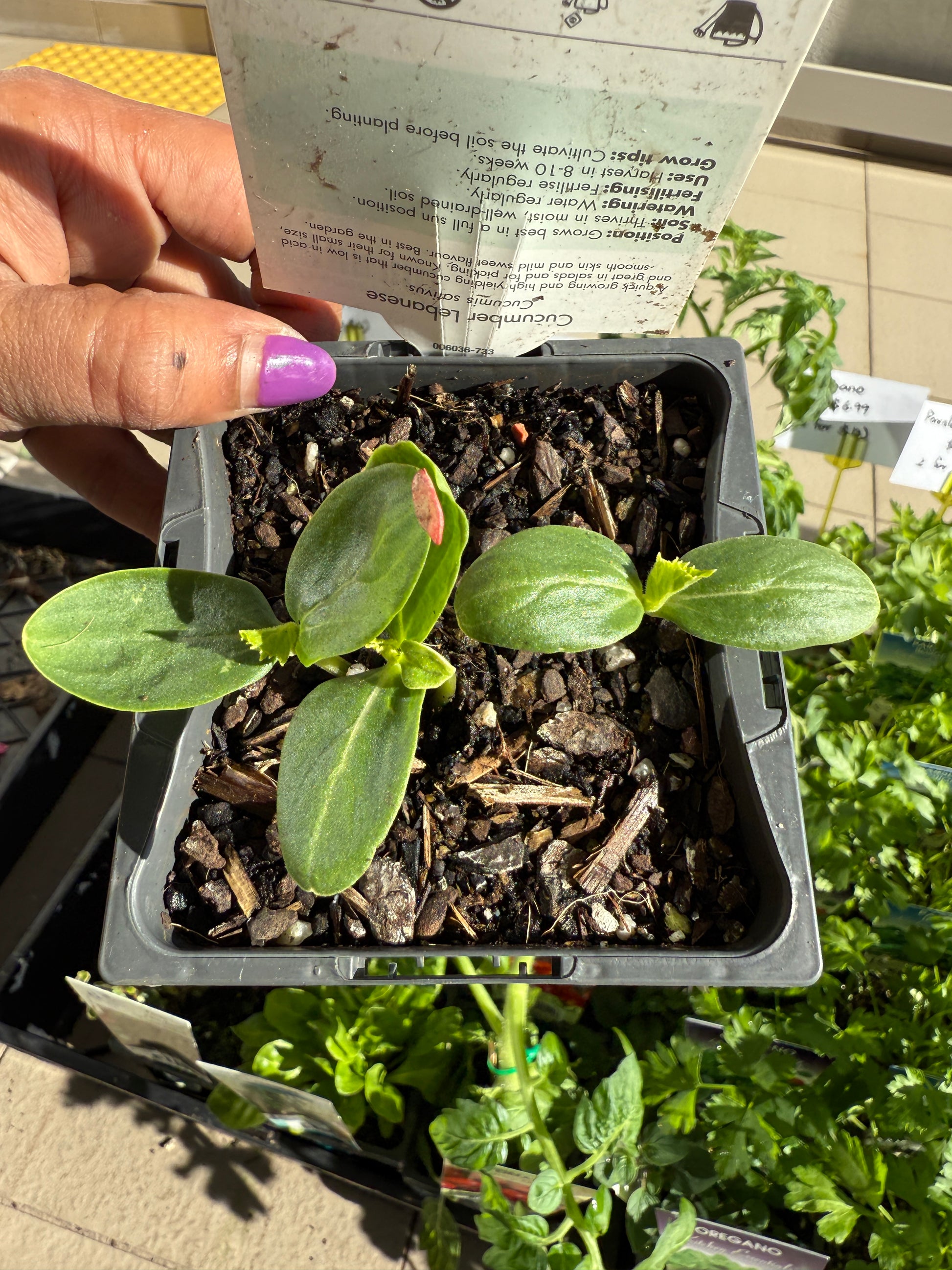 Cucumber Lebanese