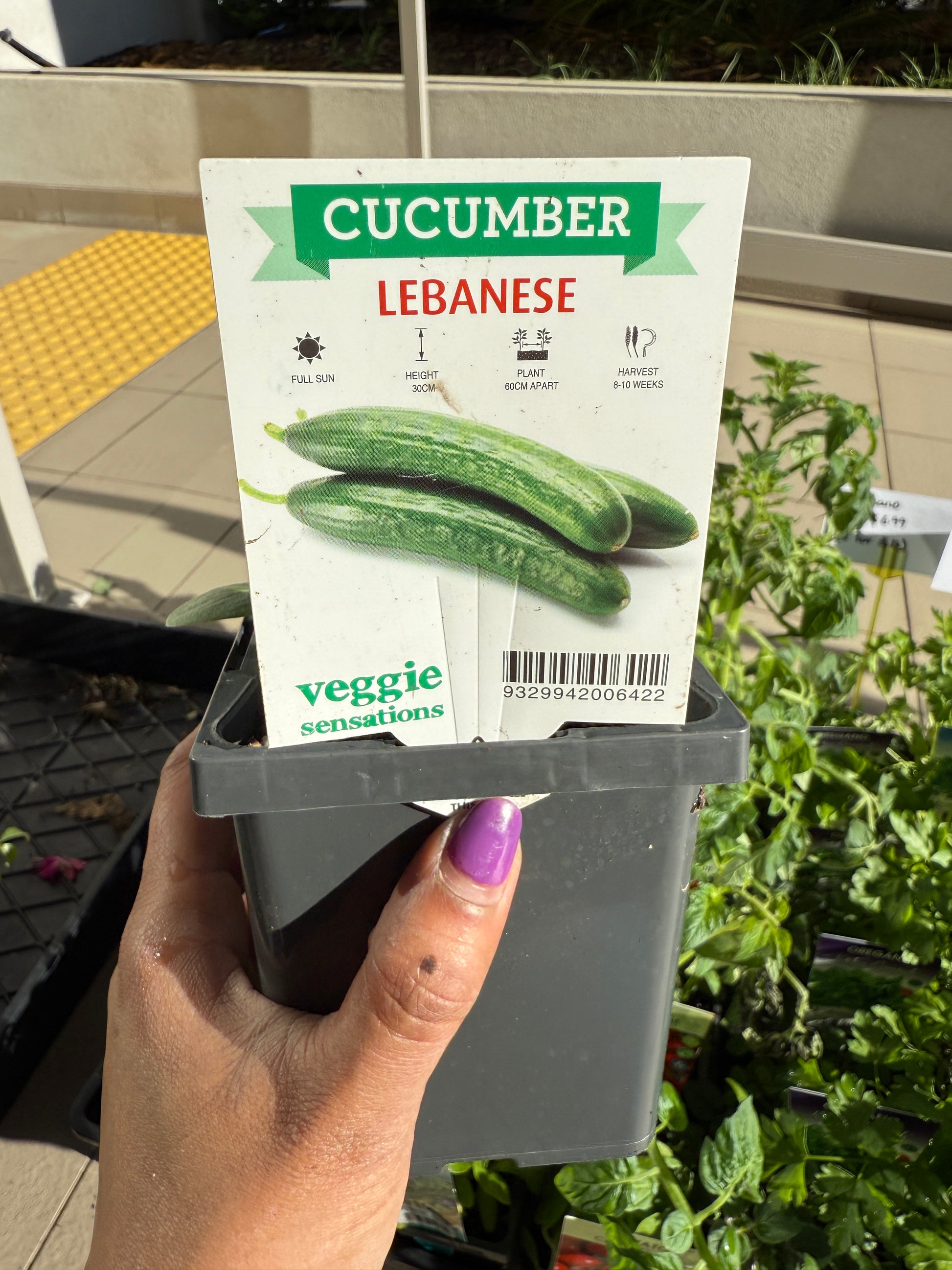 Cucumber Lebanese plant with green leaves and young cucumbers, ideal for Sydney balconies and gardens.