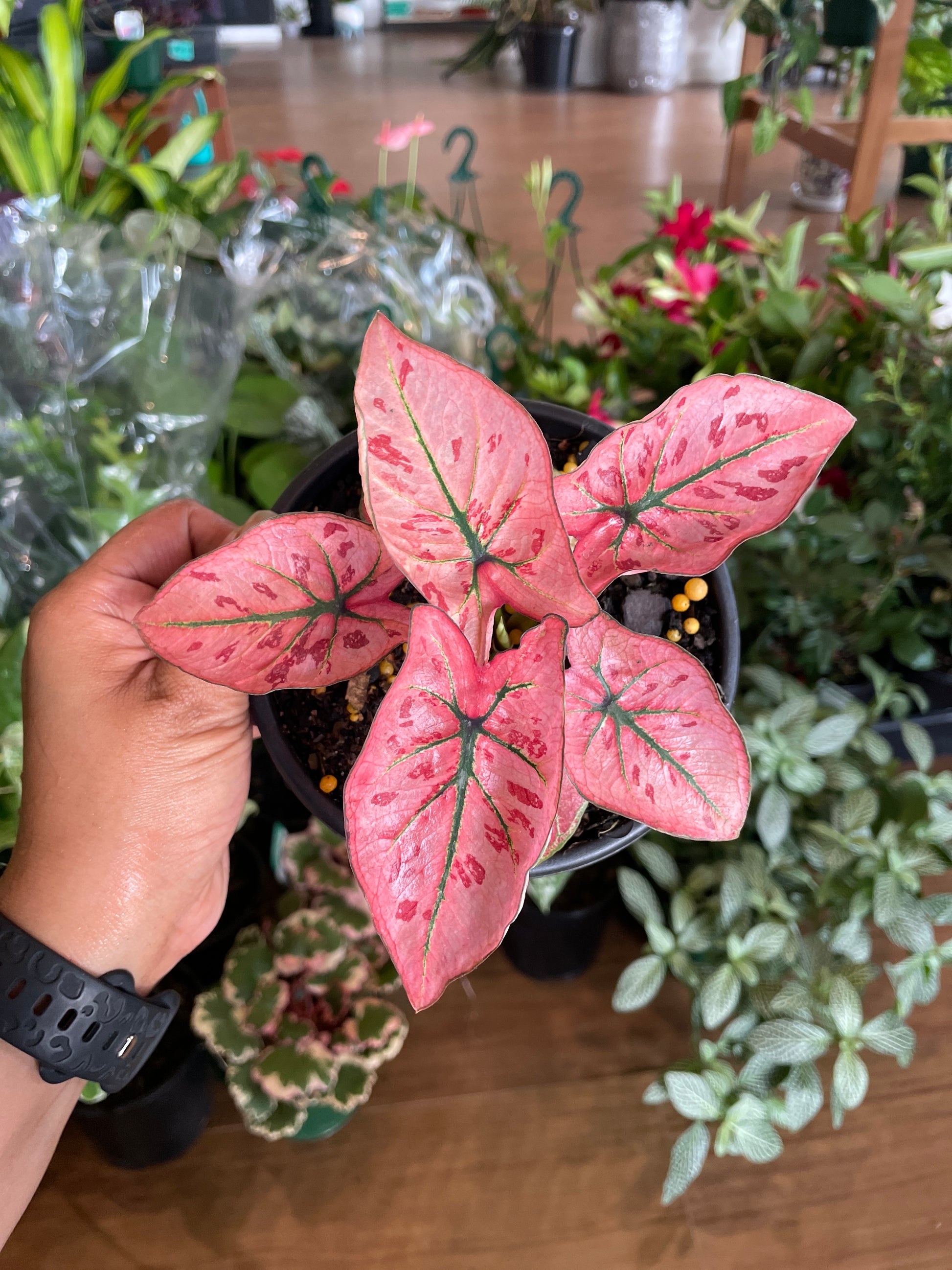 peperomia-xiang-cao-variegated