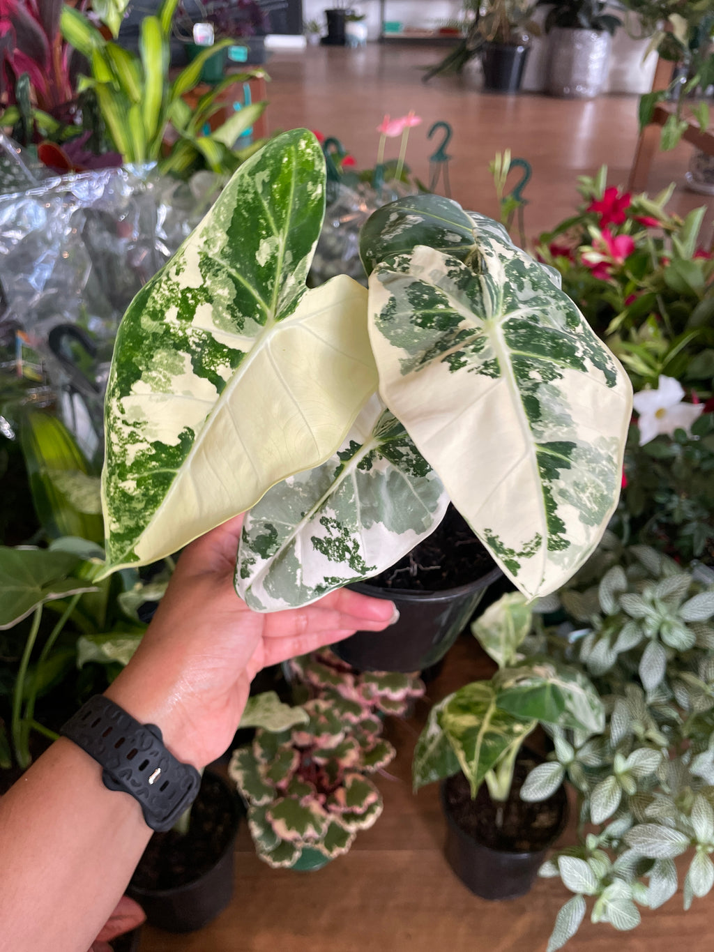 alocasia-frydek-green-velvet-variegated