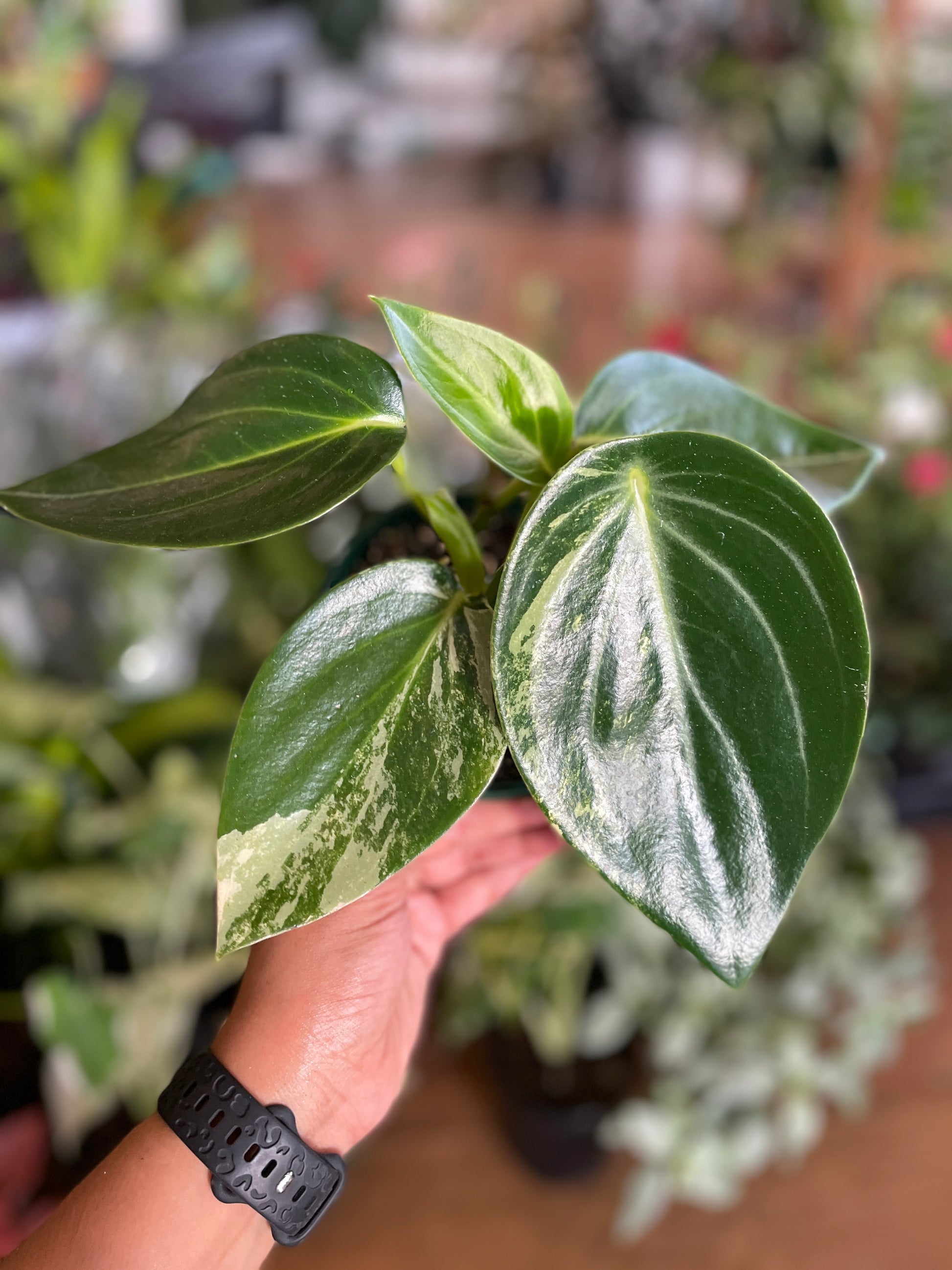 peperomia-xiang-cao-variegated