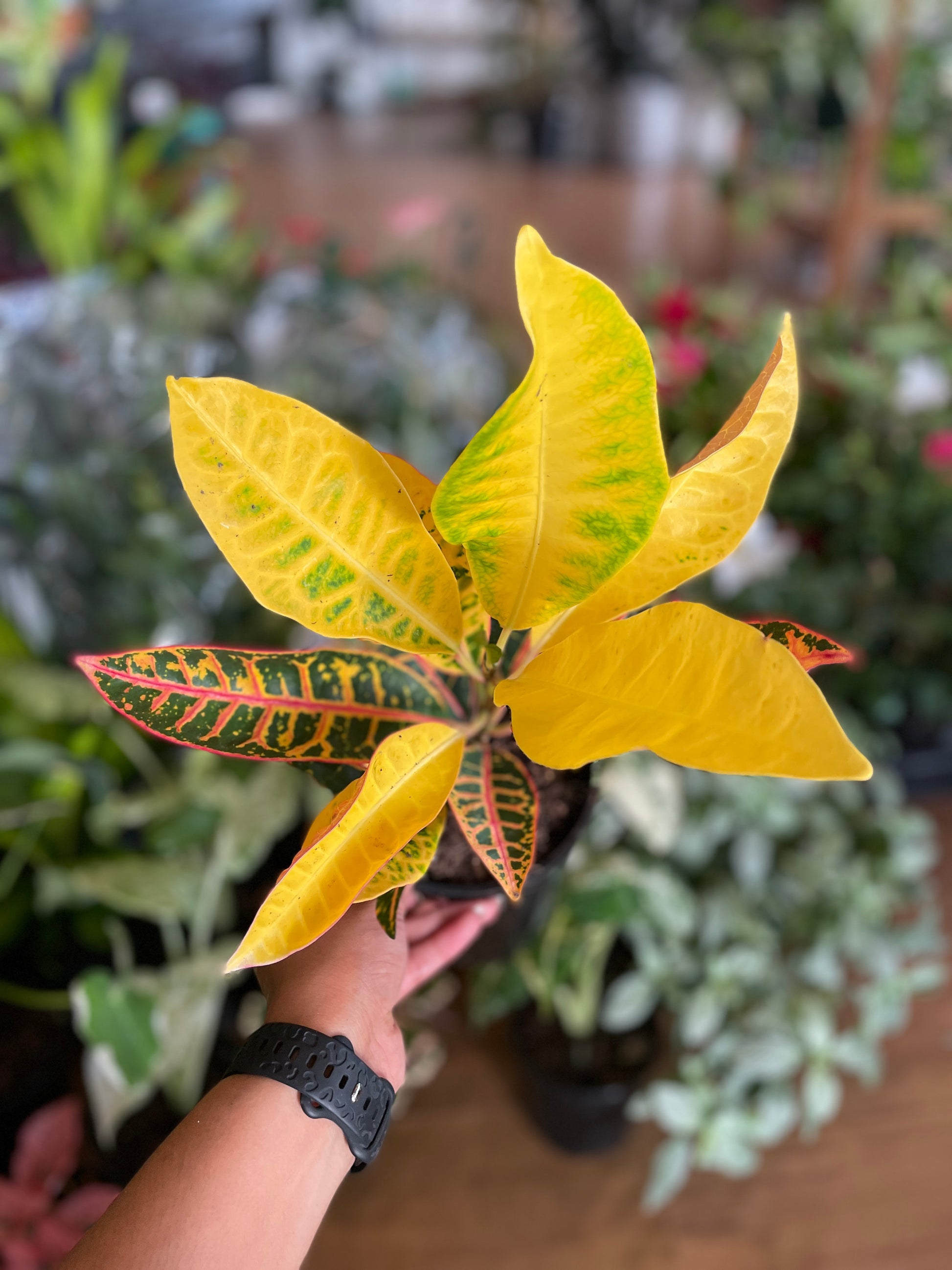 codiaeum-croton