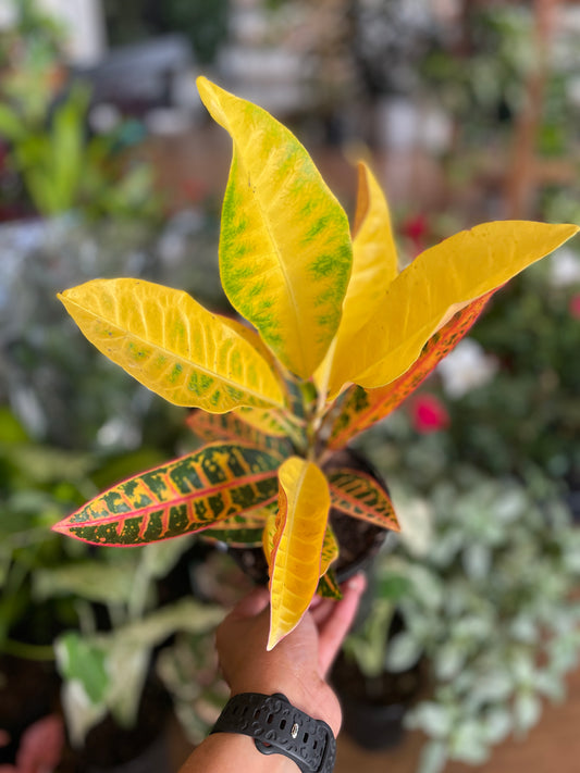calathea-zebrina