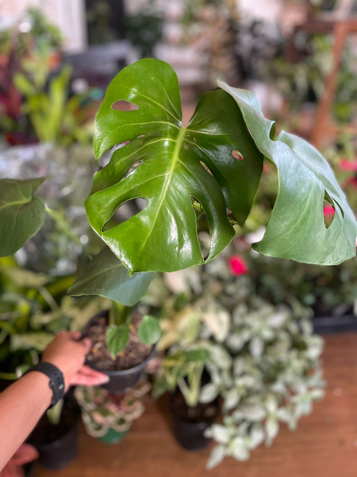 monstera-deliciosa