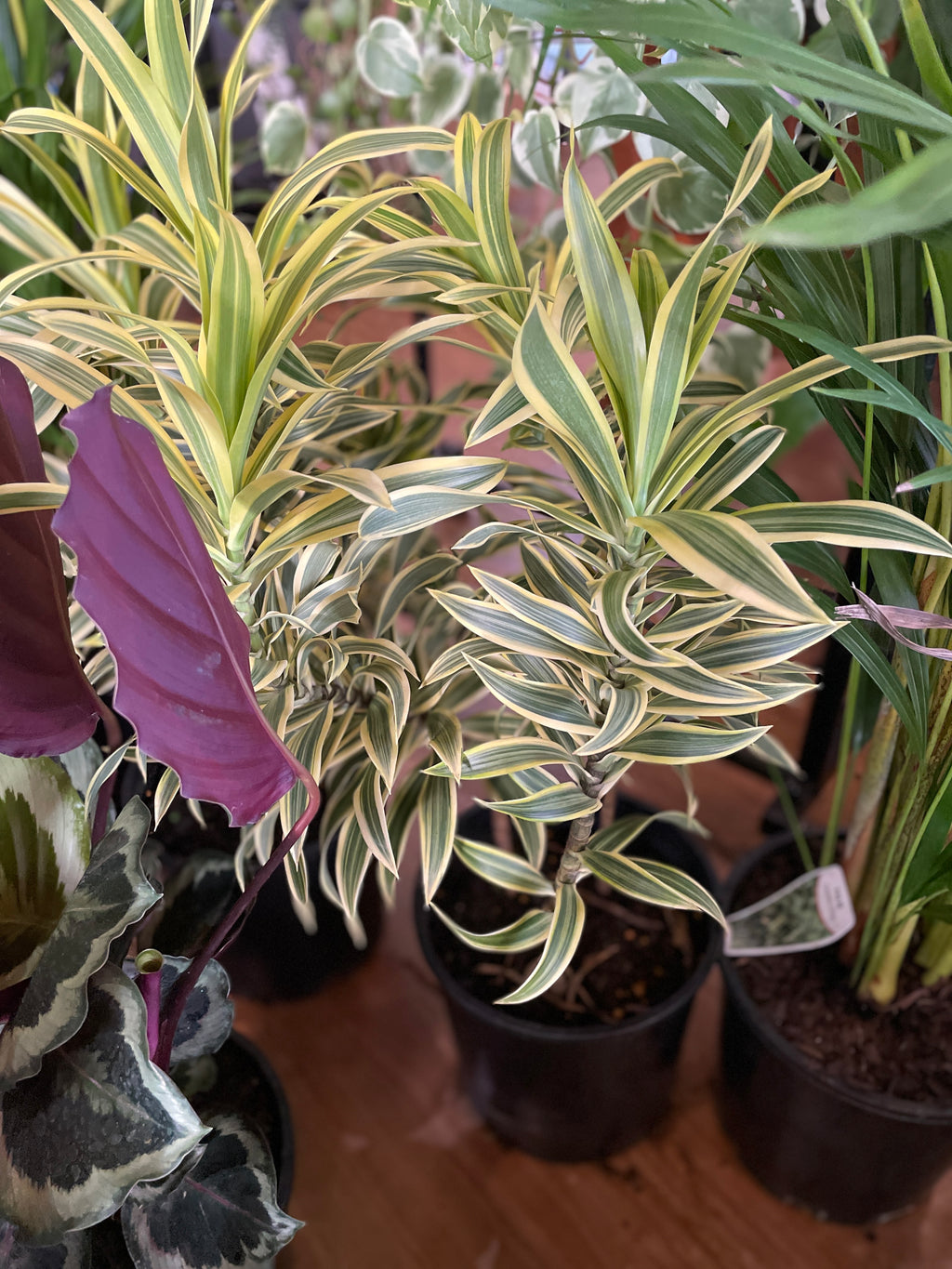 dracaena-reflexa-song-of-india-pleomele-200mm-pick-up-only