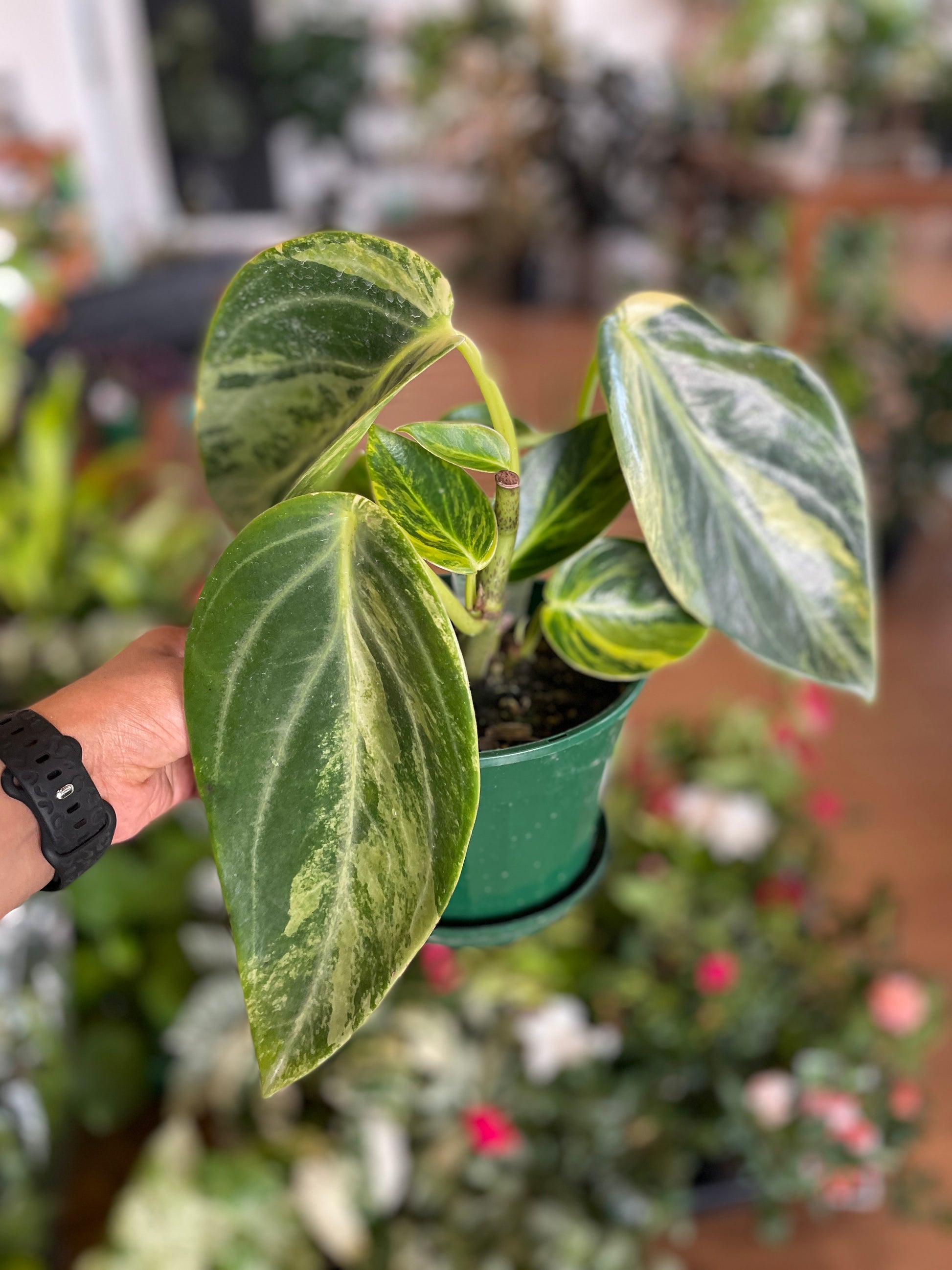 peperomia-xiang-cao-variegated