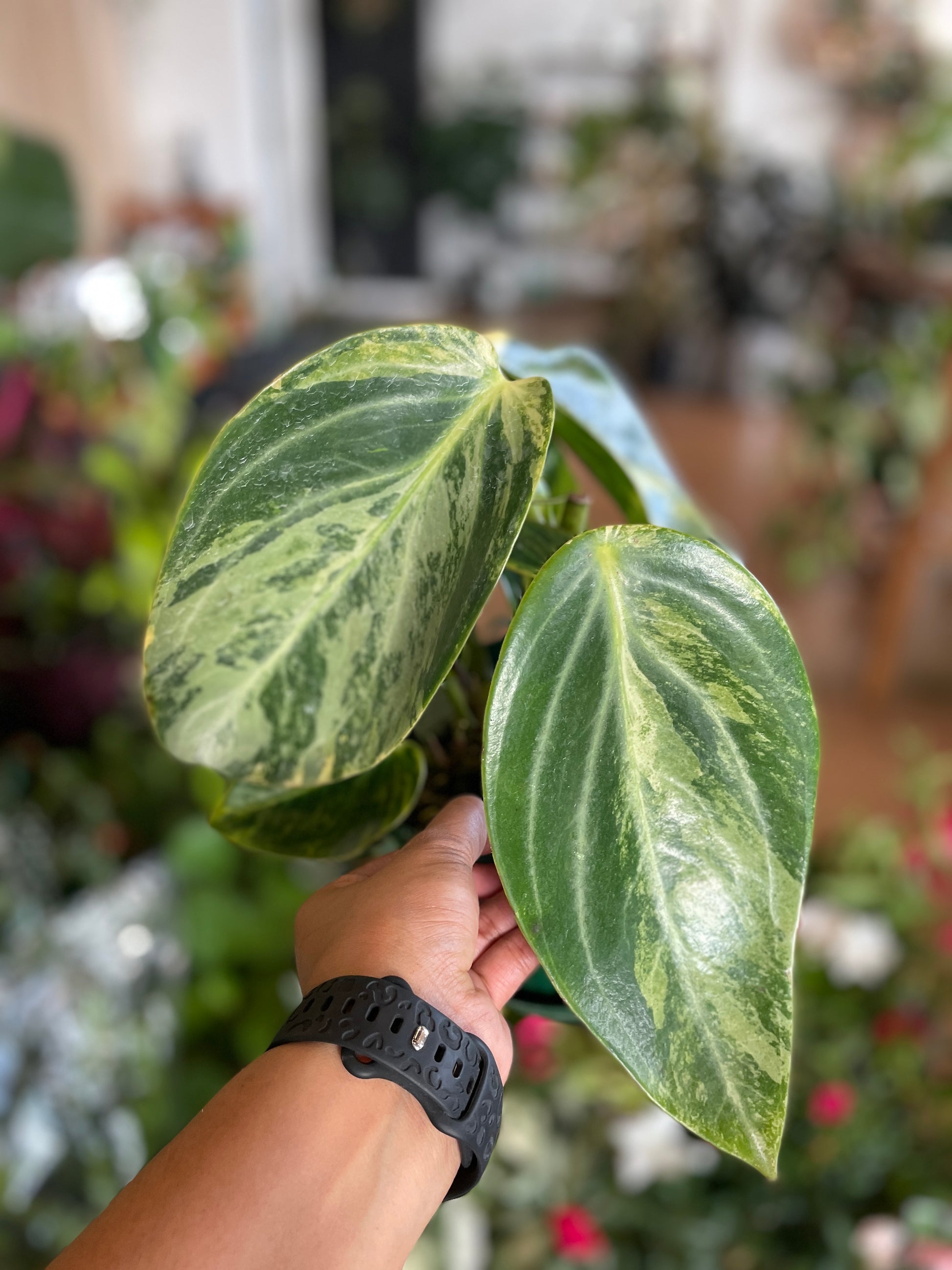 dracaena-reflexa-song-of-india-pleomele-200mm-pick-up-only