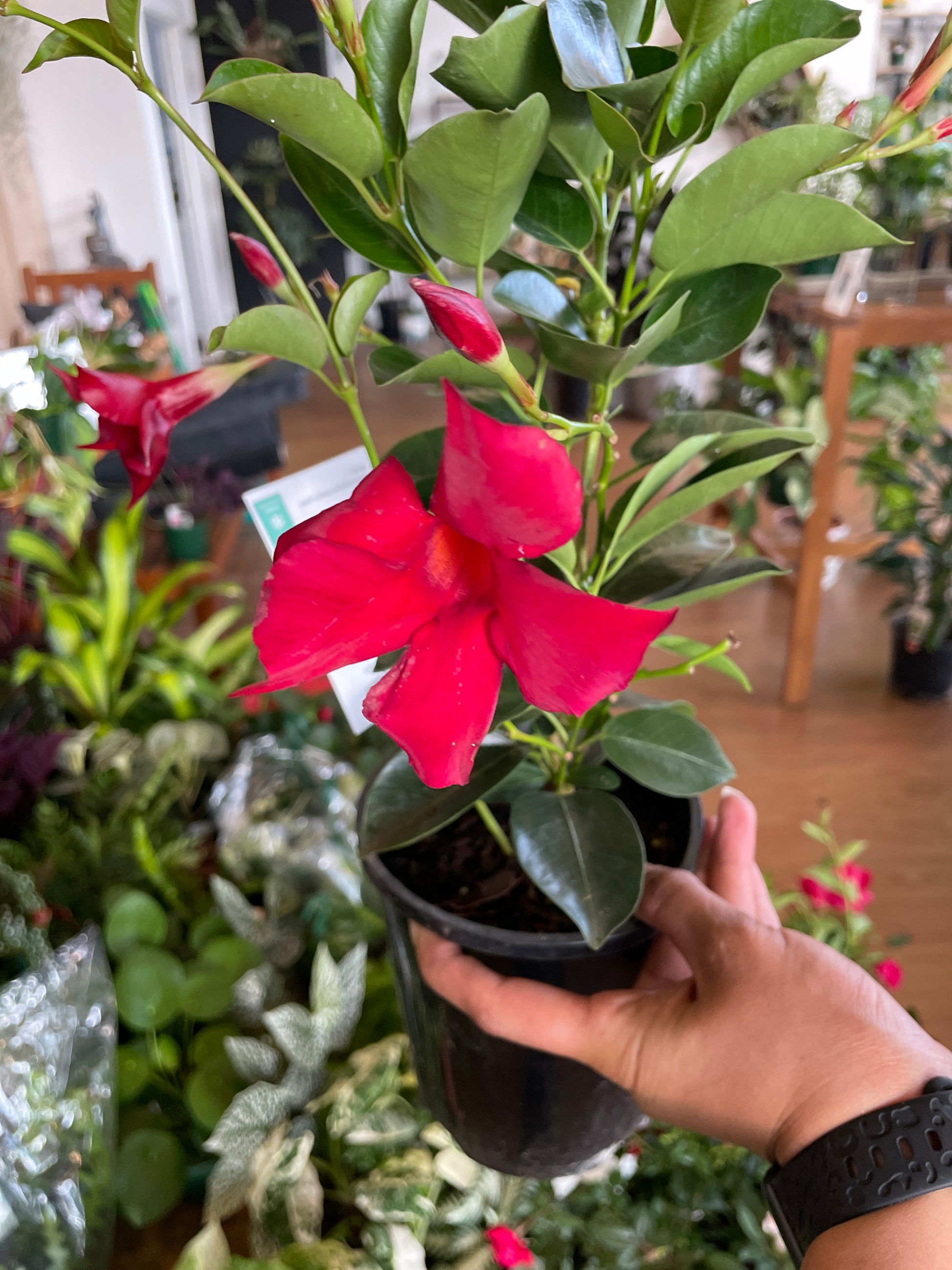 mandevilla-summerstar-red