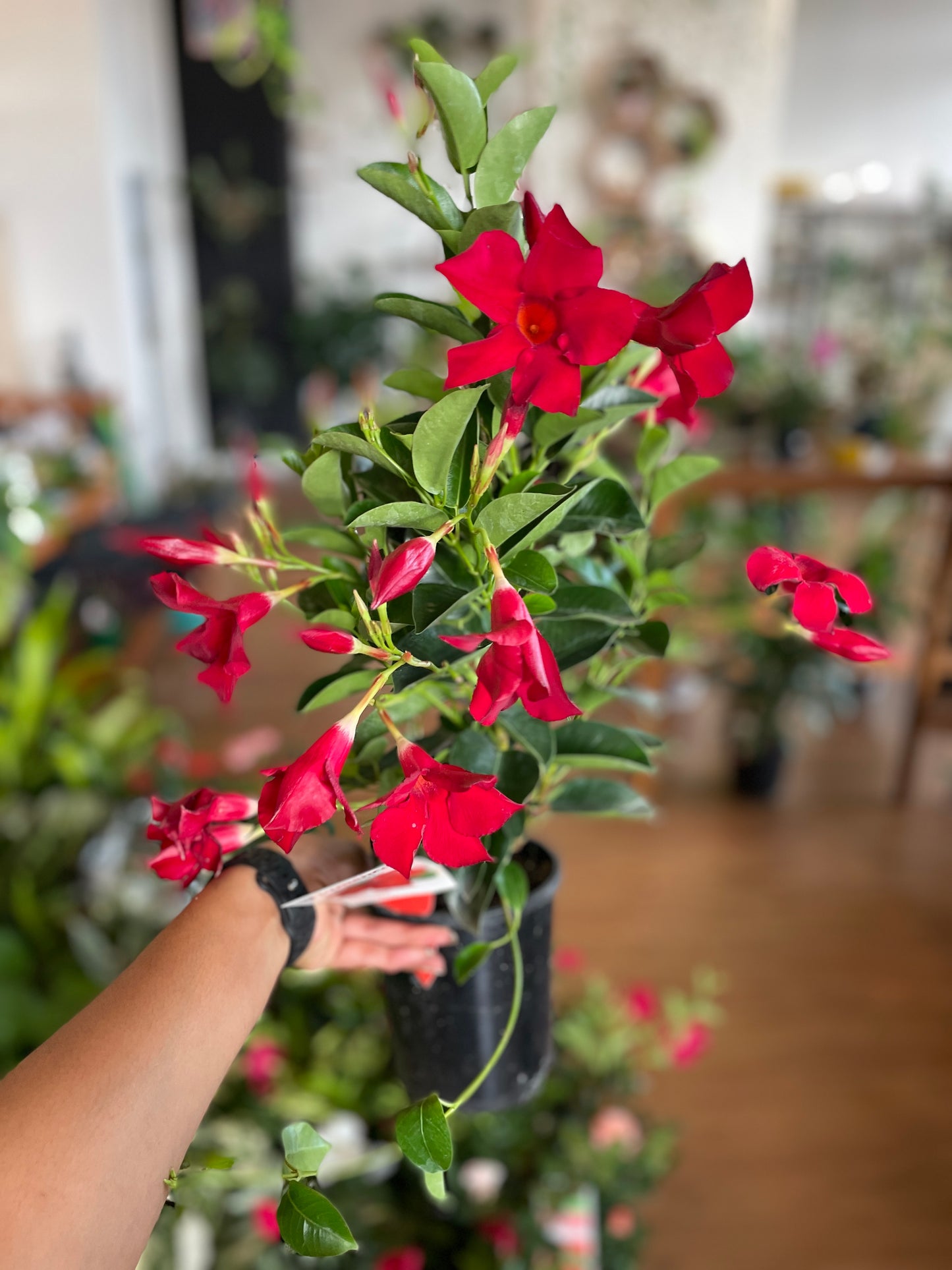 mandevilla-white