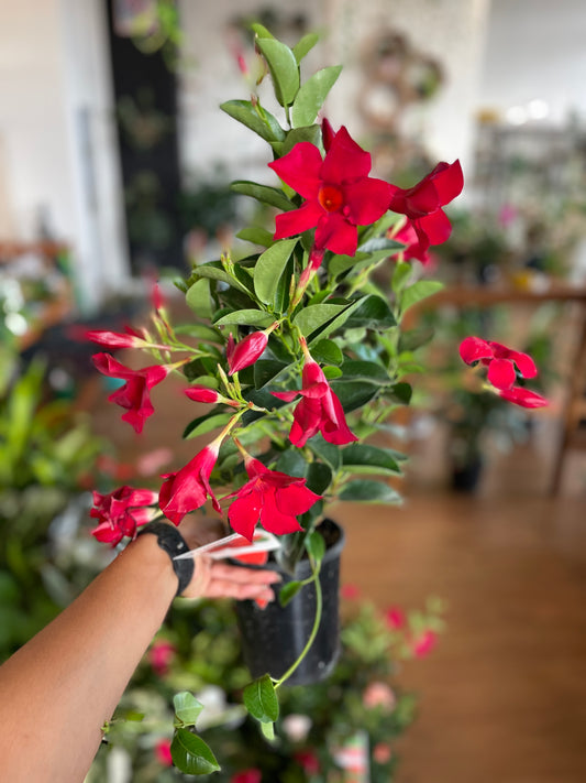 mandevilla-white