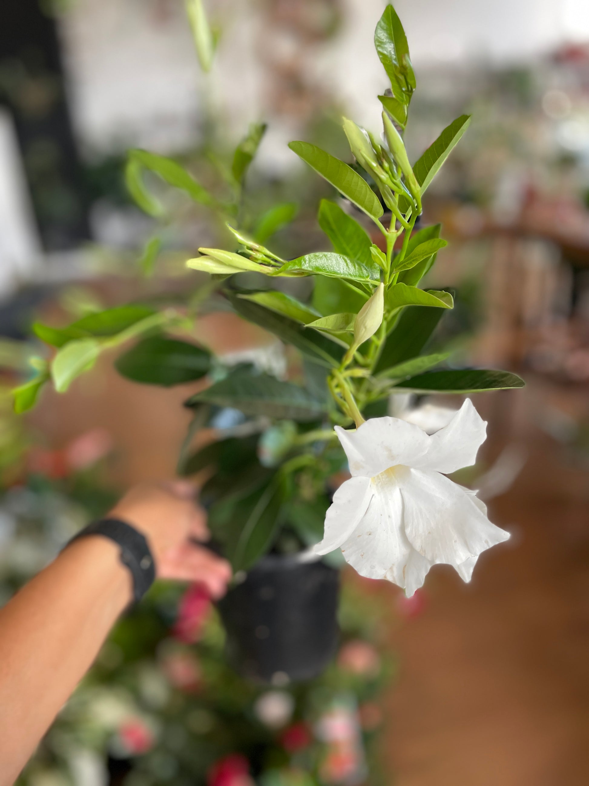 mandevilla-white