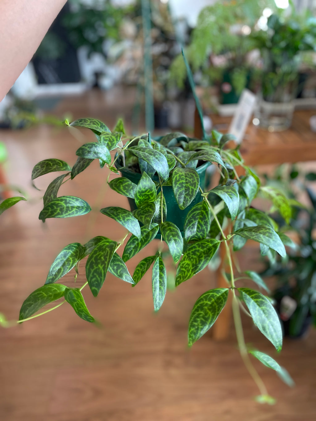 aeschynanthus-black-pagoda