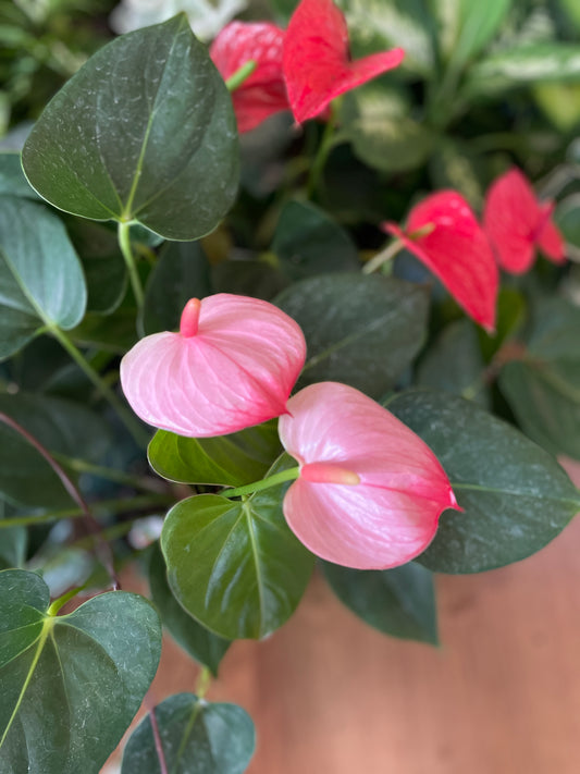 pilea-peperomides-chinese-money-plant