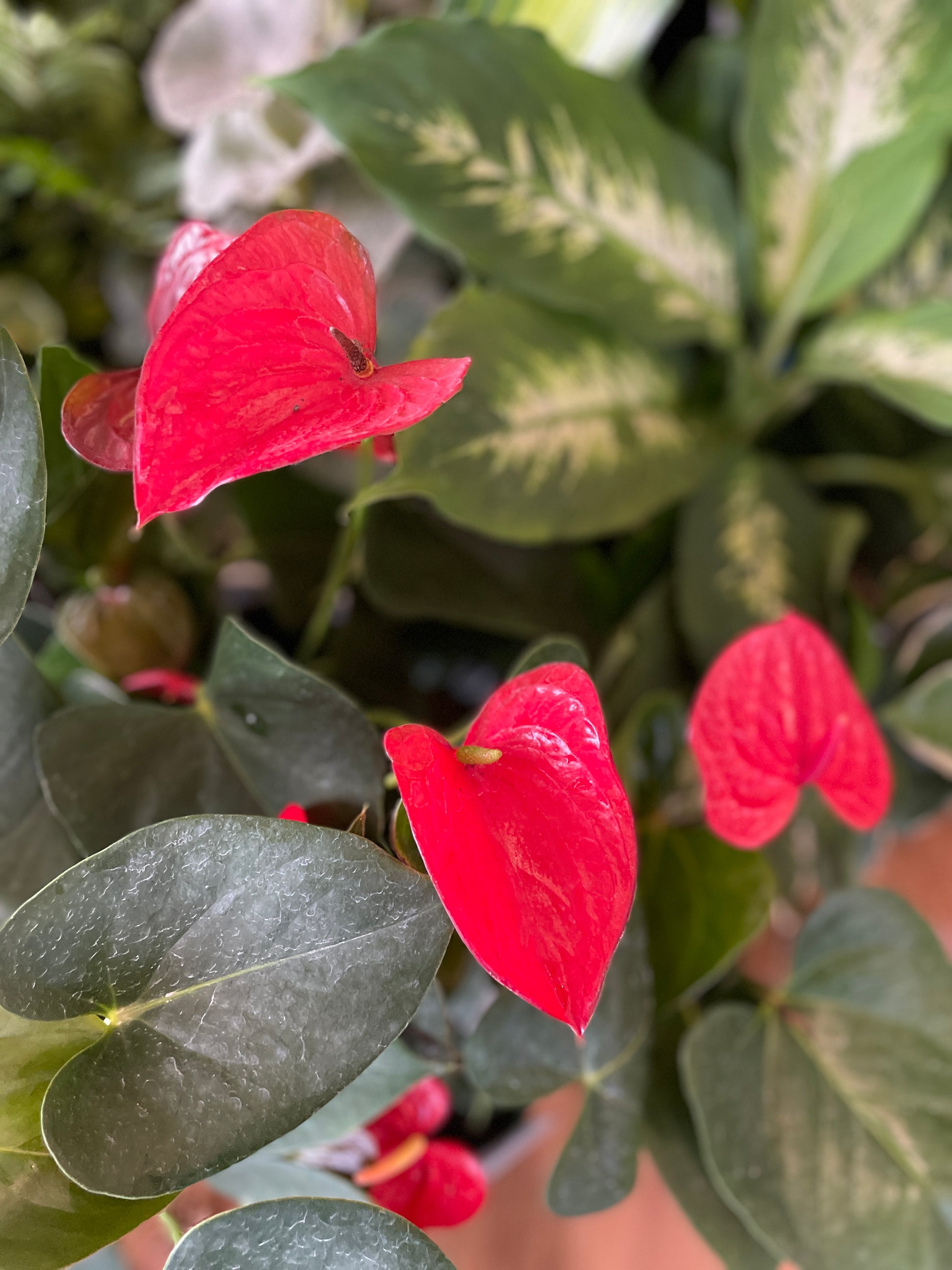 anthuriums-random-colours-pick-up-only