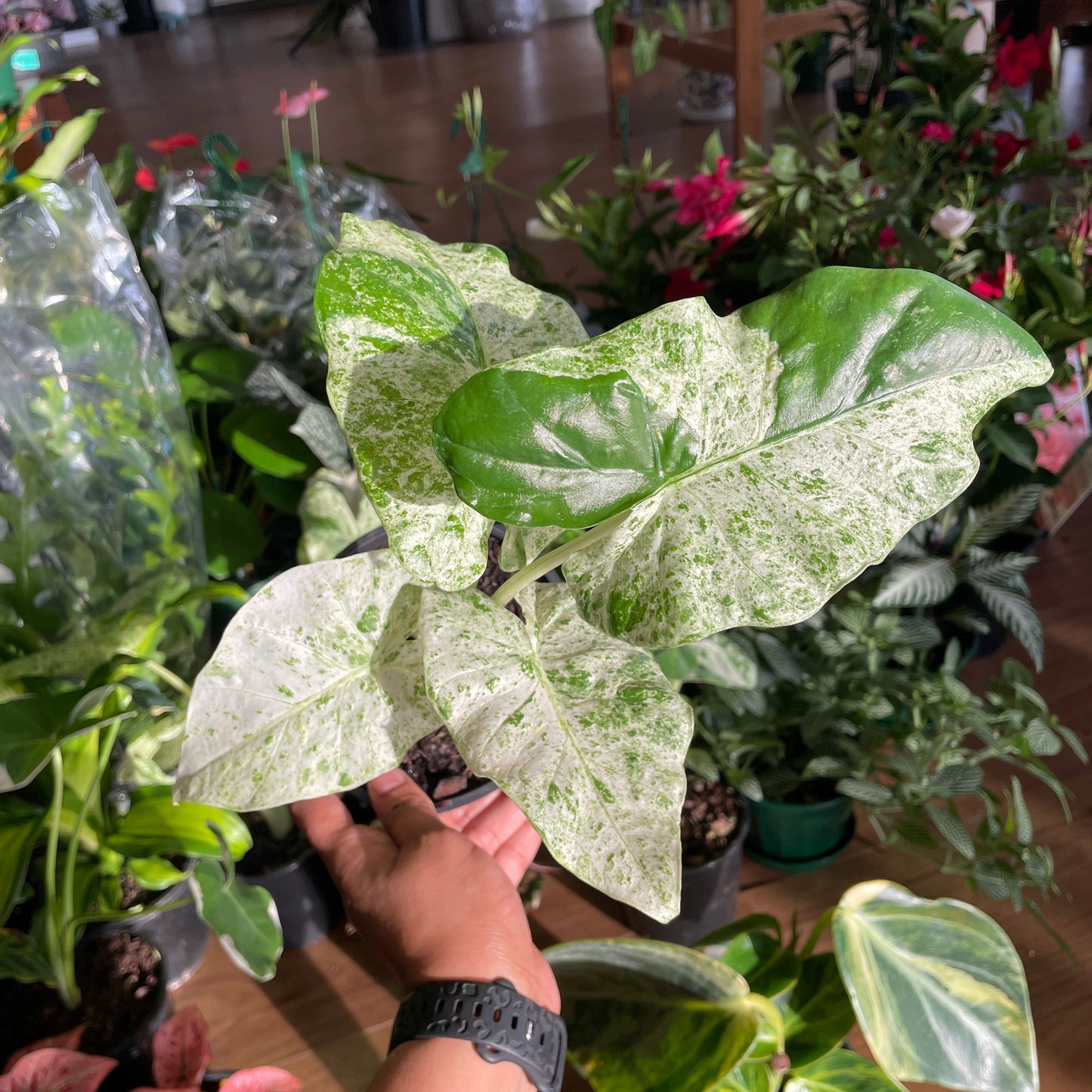 calathea-madallion-200mm-pick-up-only